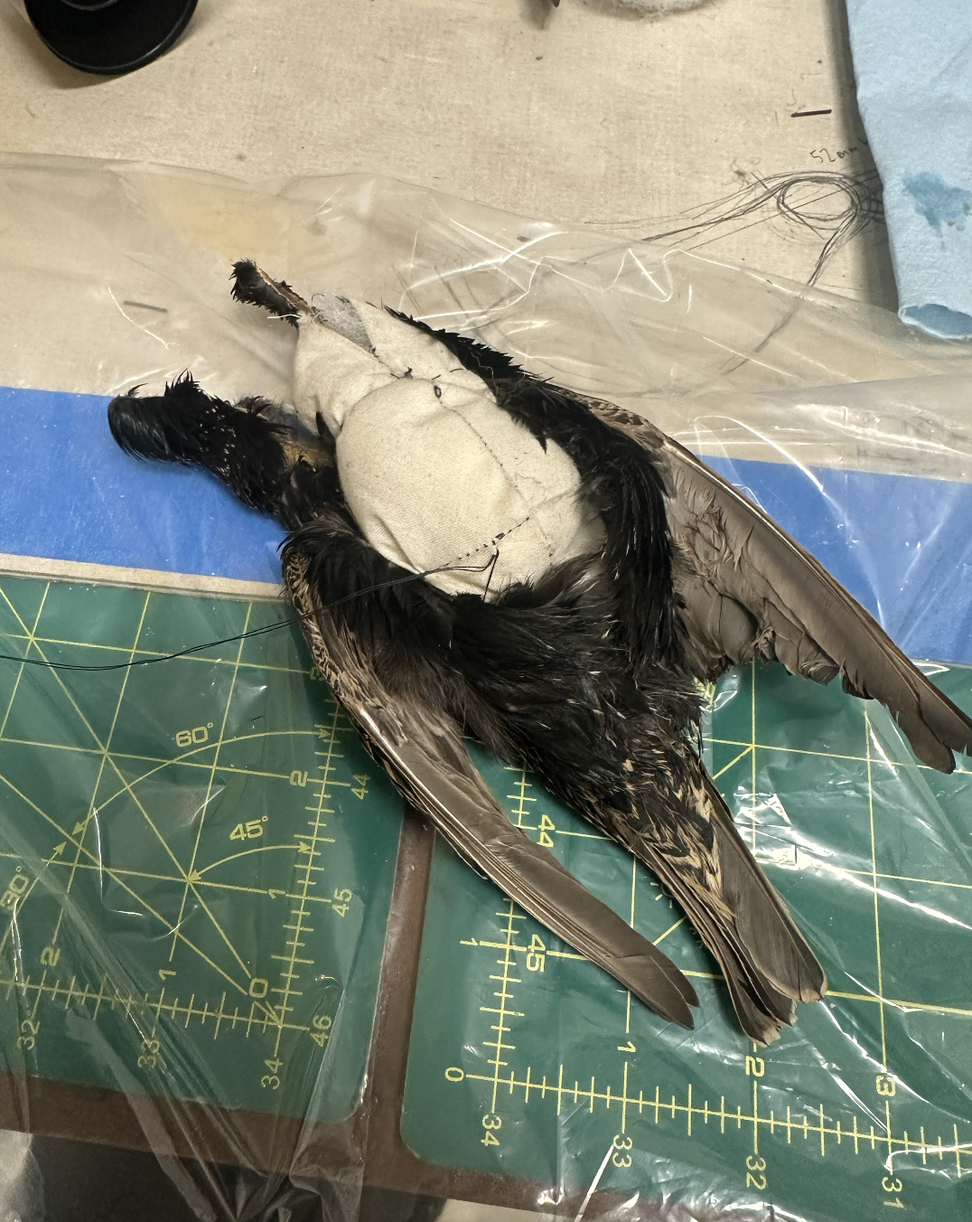 Highwaymen Starling Bird Process Image