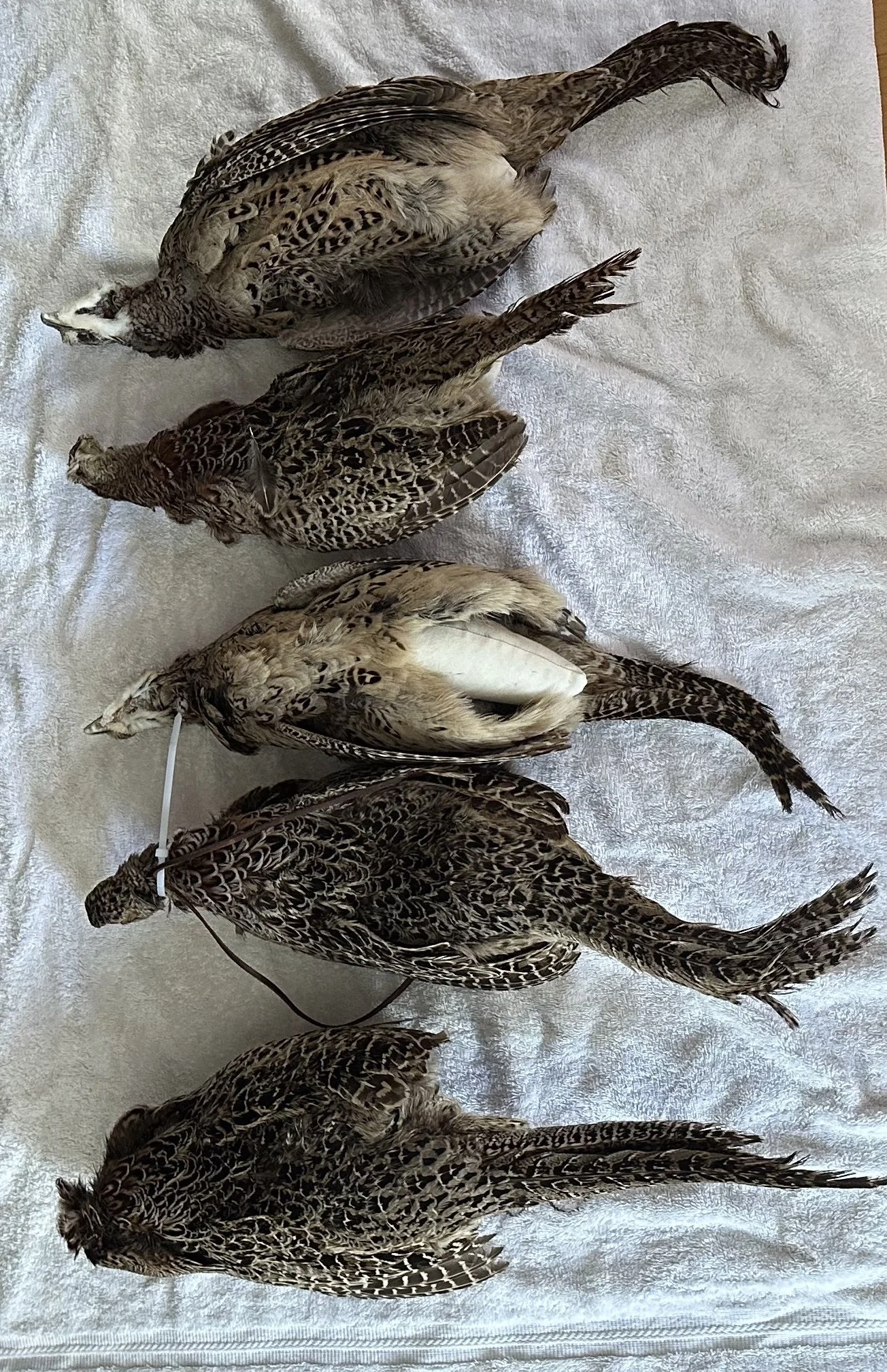 Five dead pheasants laid on a white towel.