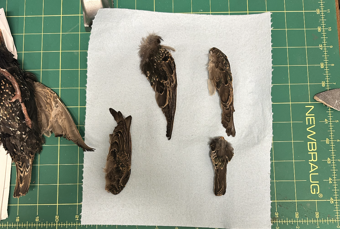 Several bird feathers laid out on a white piece of paper on a green cutting mat with measurement markings. Part of a black and brown feathered bird is visible on the left side of the image.