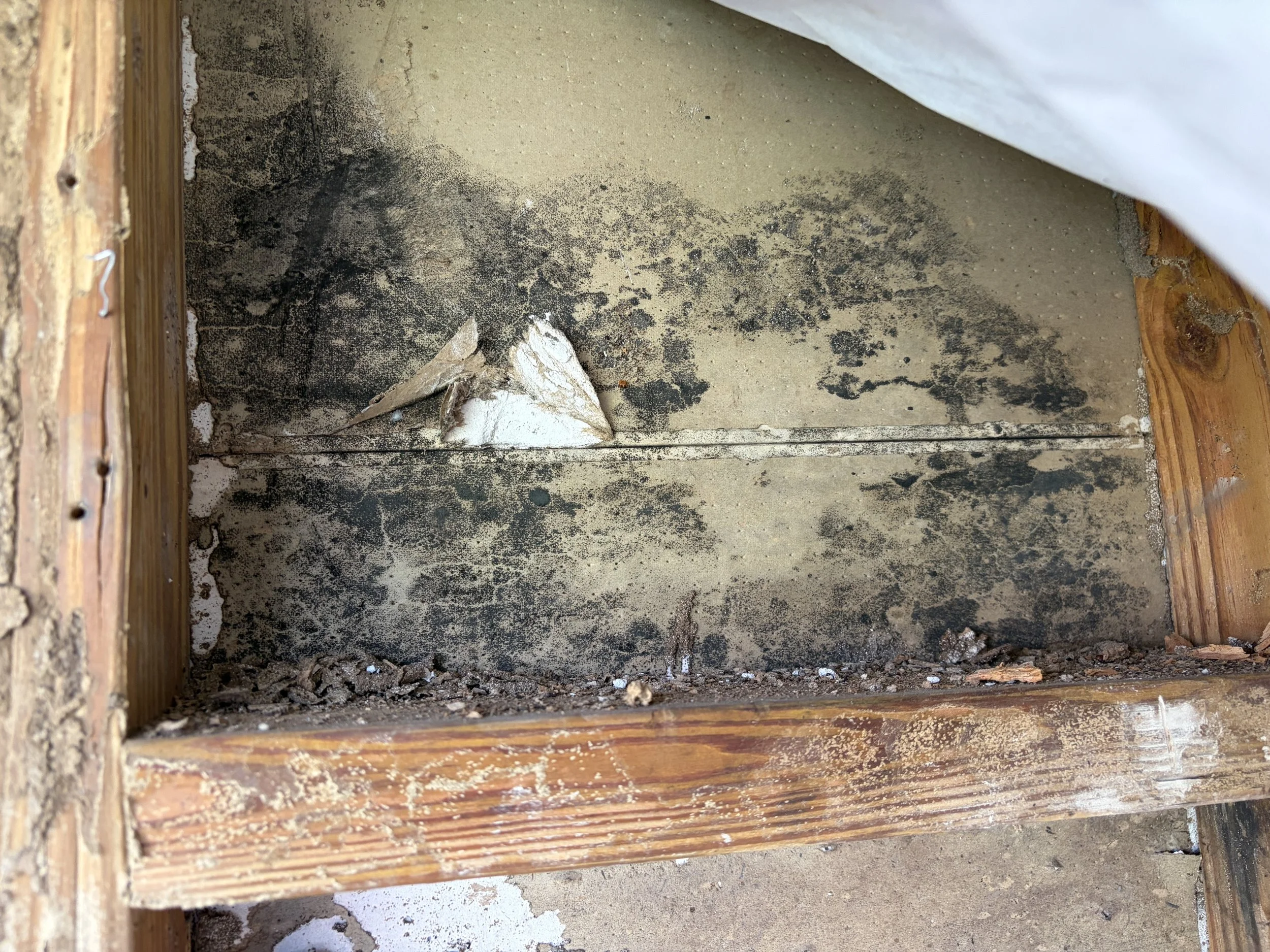 Black mold on drywall during mold inspection in Orlando