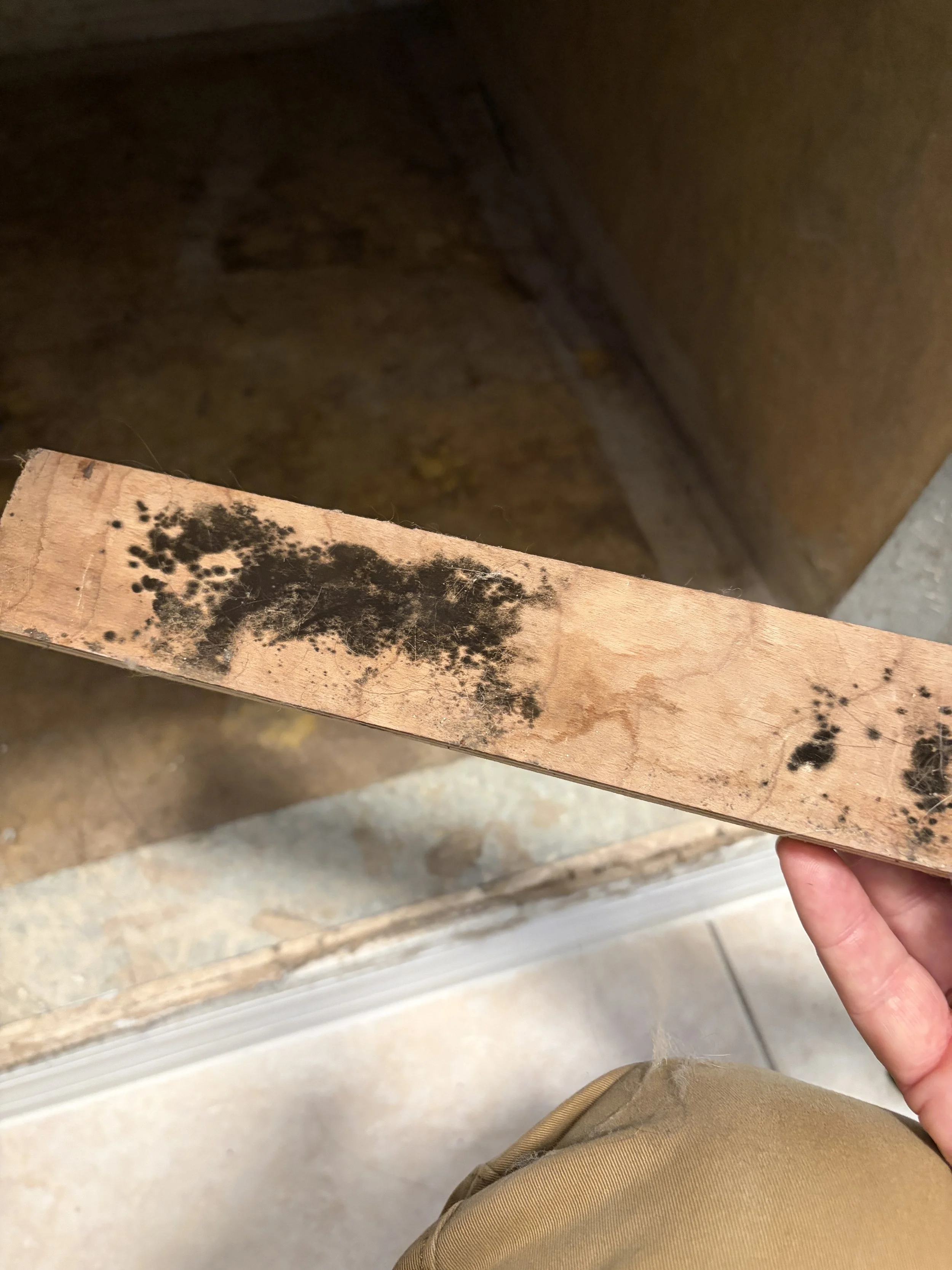 Photo of mold growth found during inspection in Altamonte Springs
