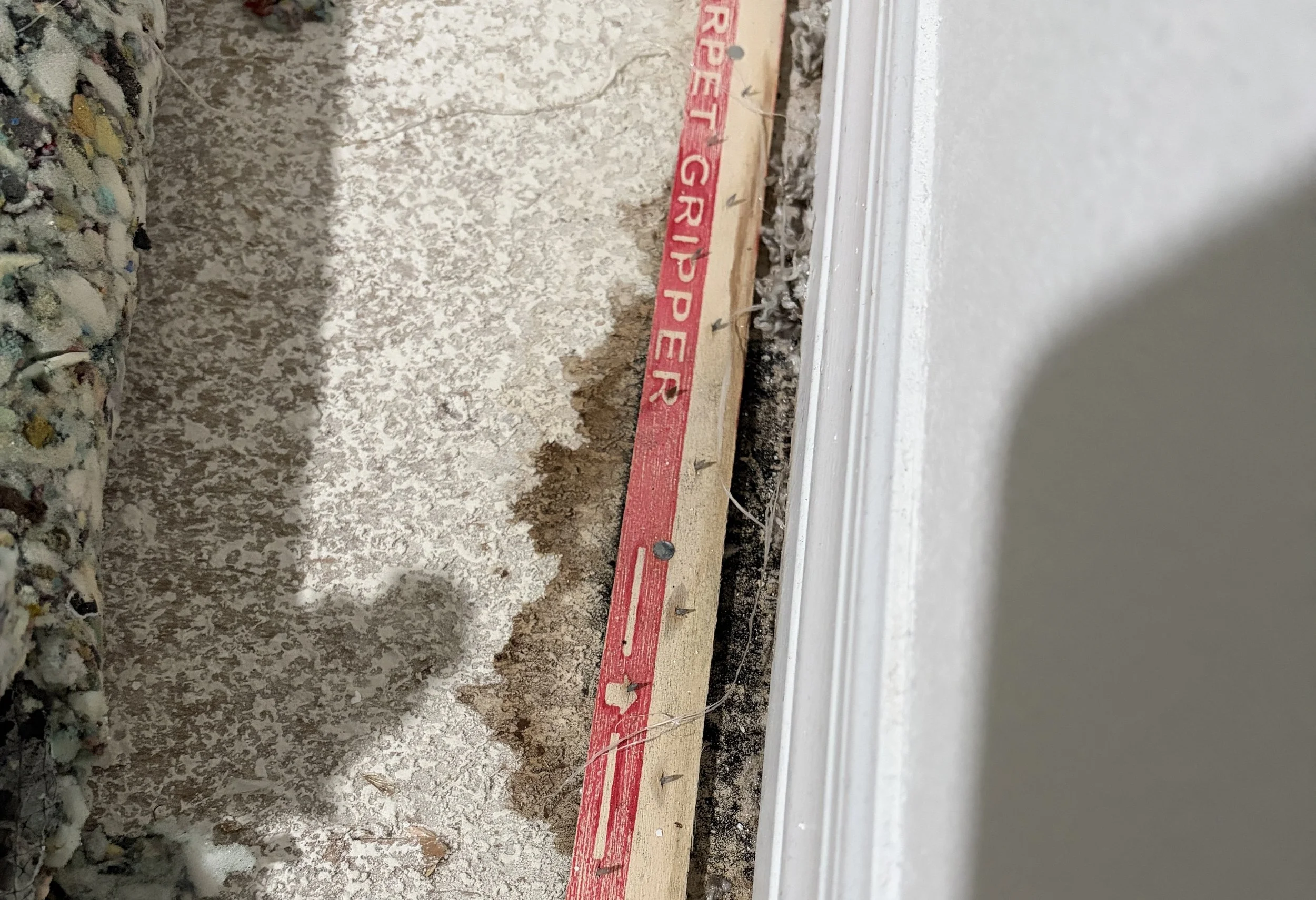 Photo of a water damaged subfloor with mold growth in Mount Dora