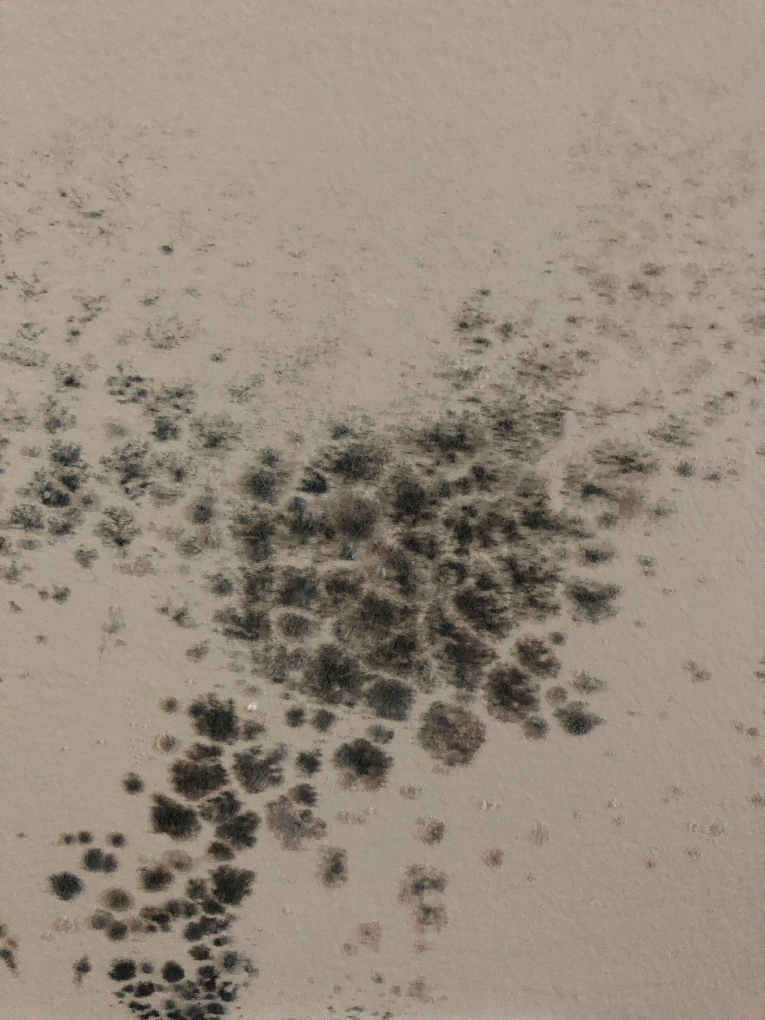 Mold growth on drywall found during inspection.