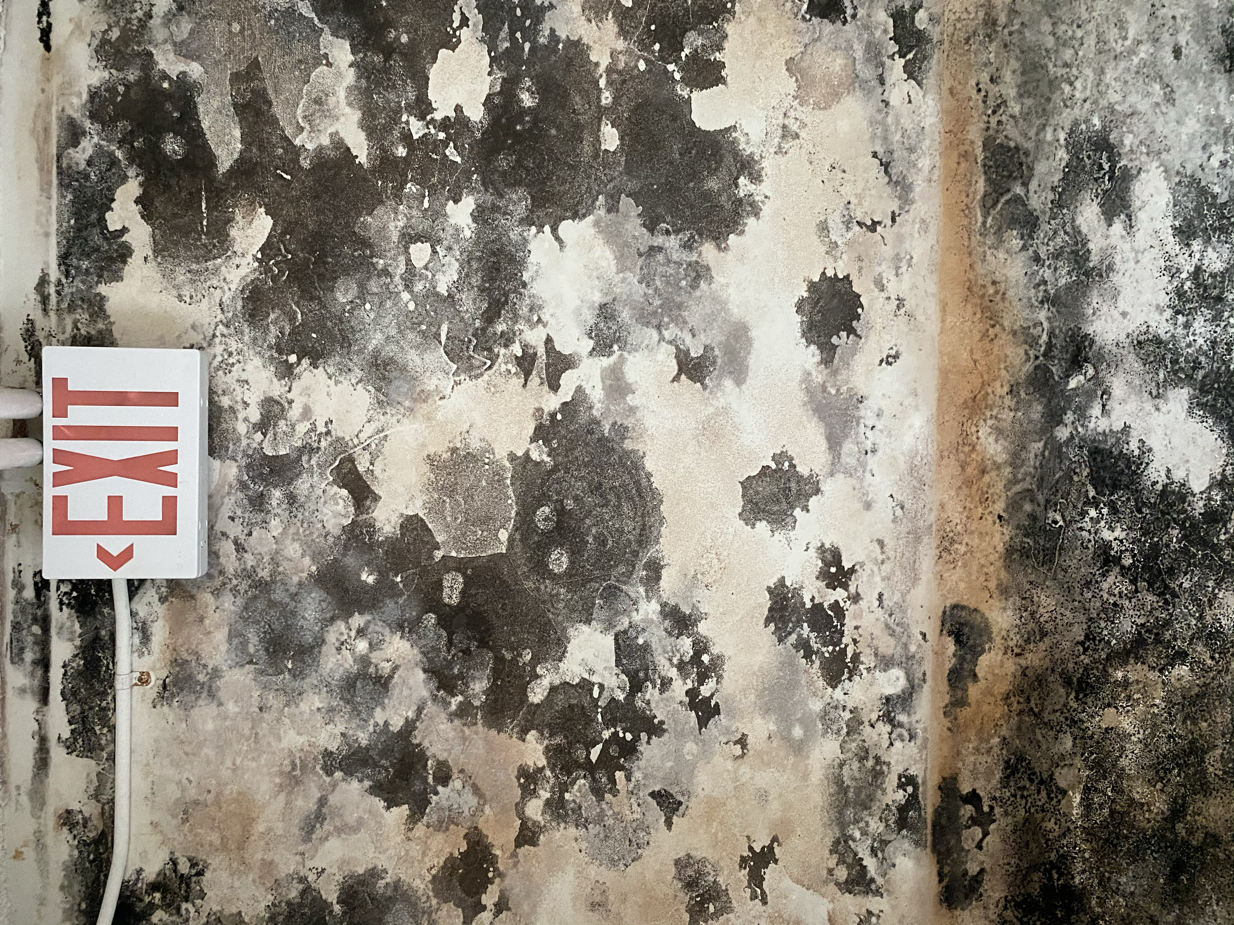 A wall covered in mold growth. A white exit sign with red lettering is mounted on the wall on the left side, with wires hanging below it.