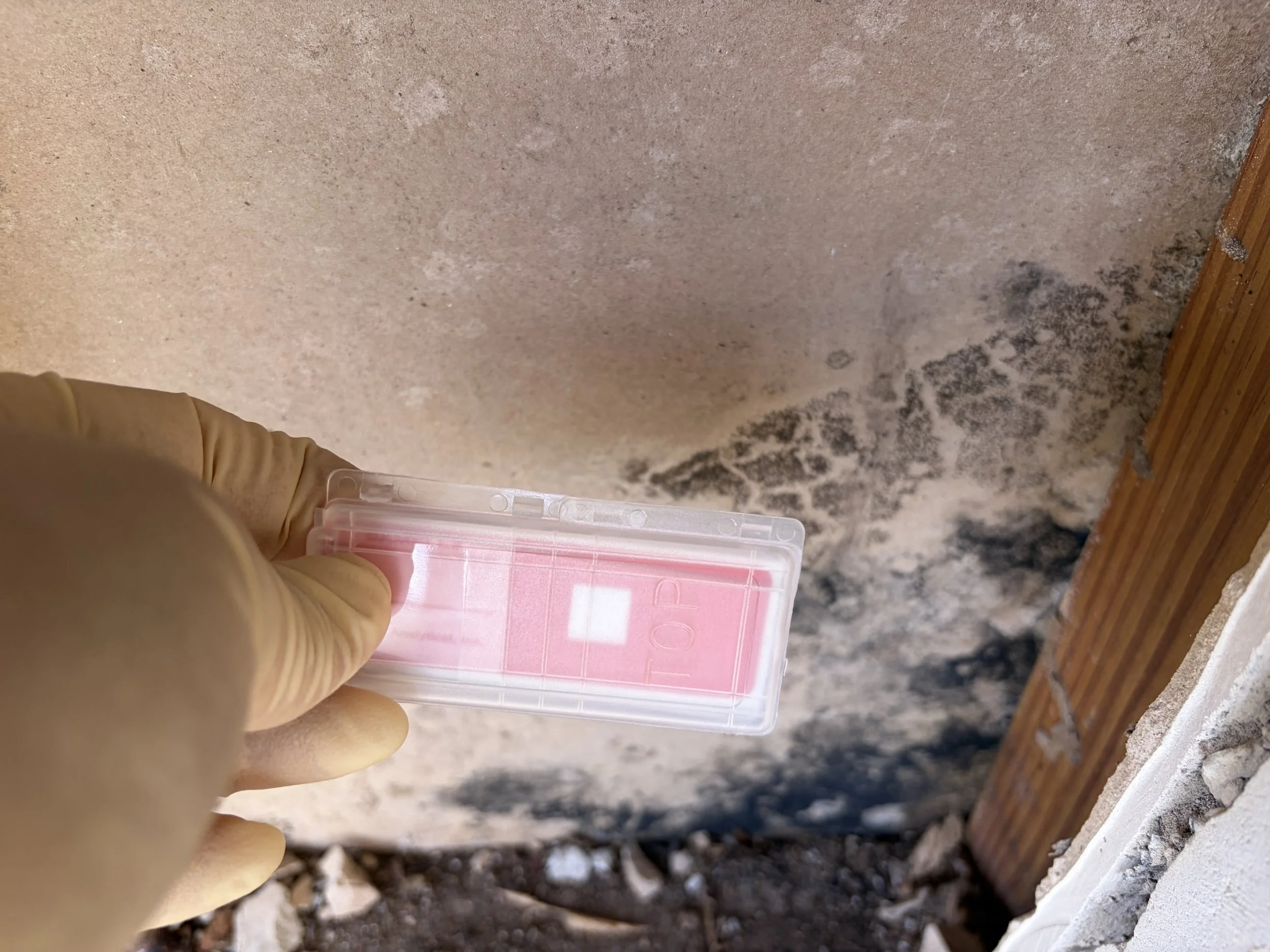 Tape lift sample of black mold during inspection