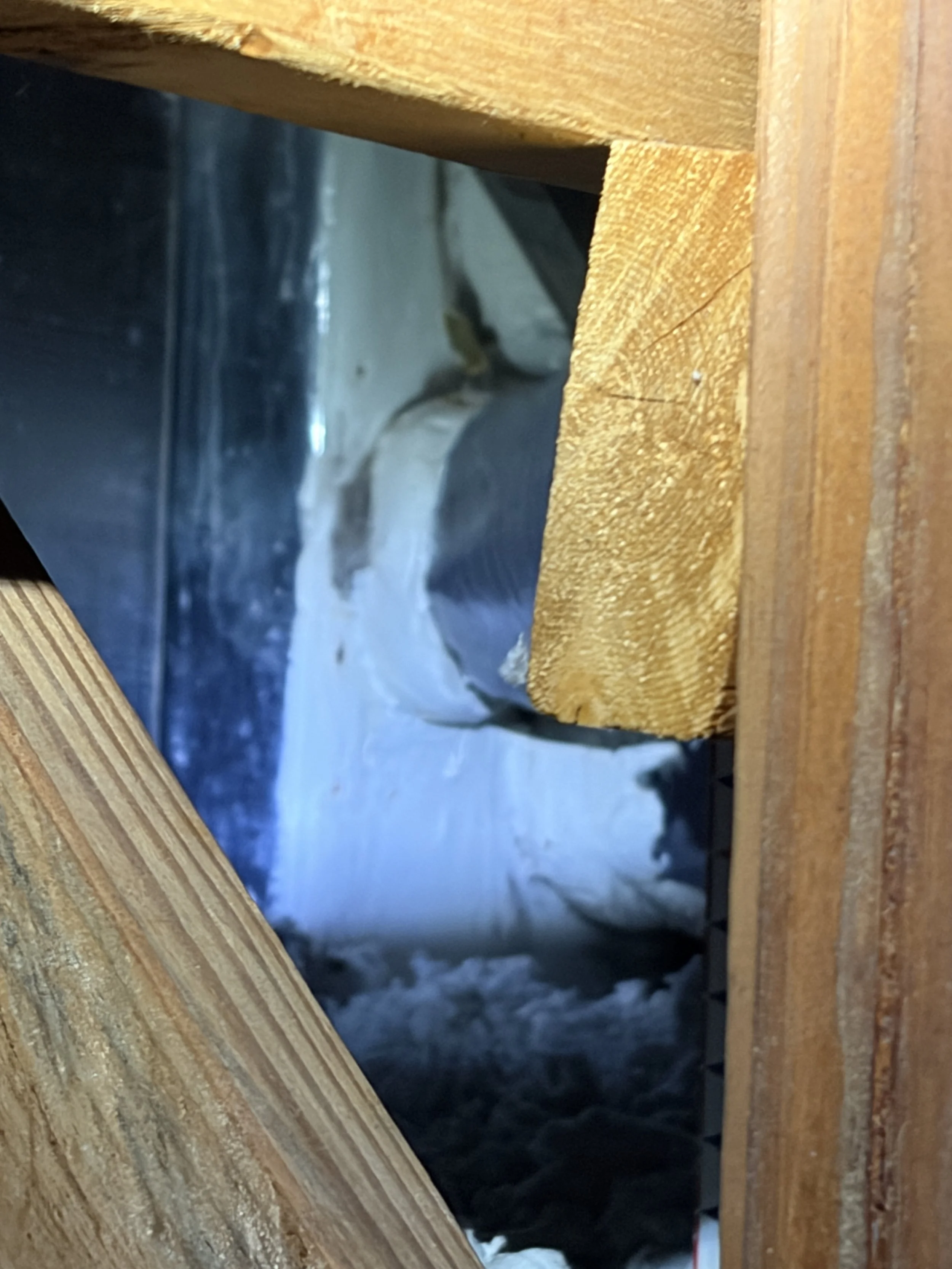Photo of mold growth in attic on a mold inspection in Deltona