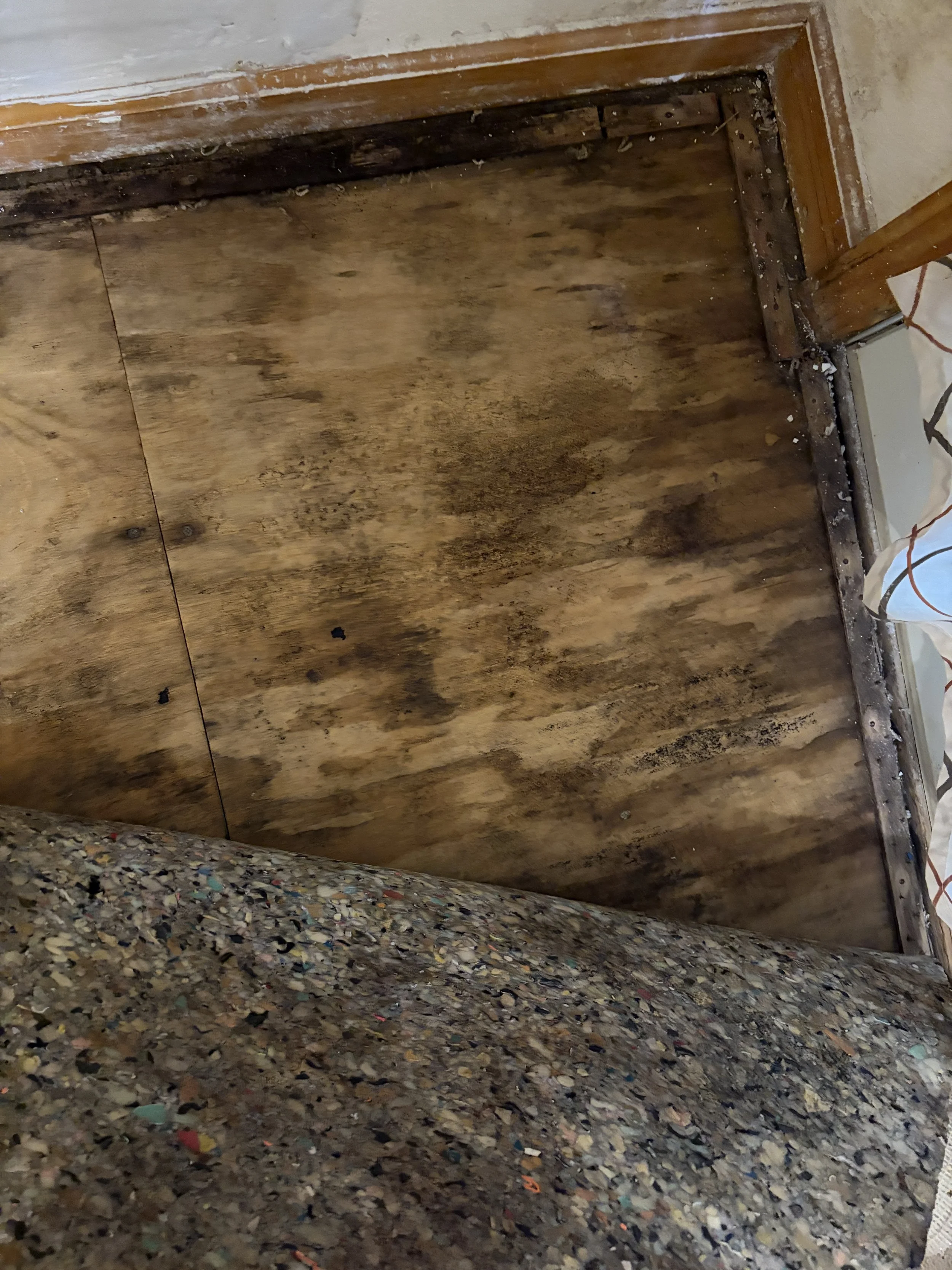 Photo of water damage and mold growth during a mold inspection in Kissimmee