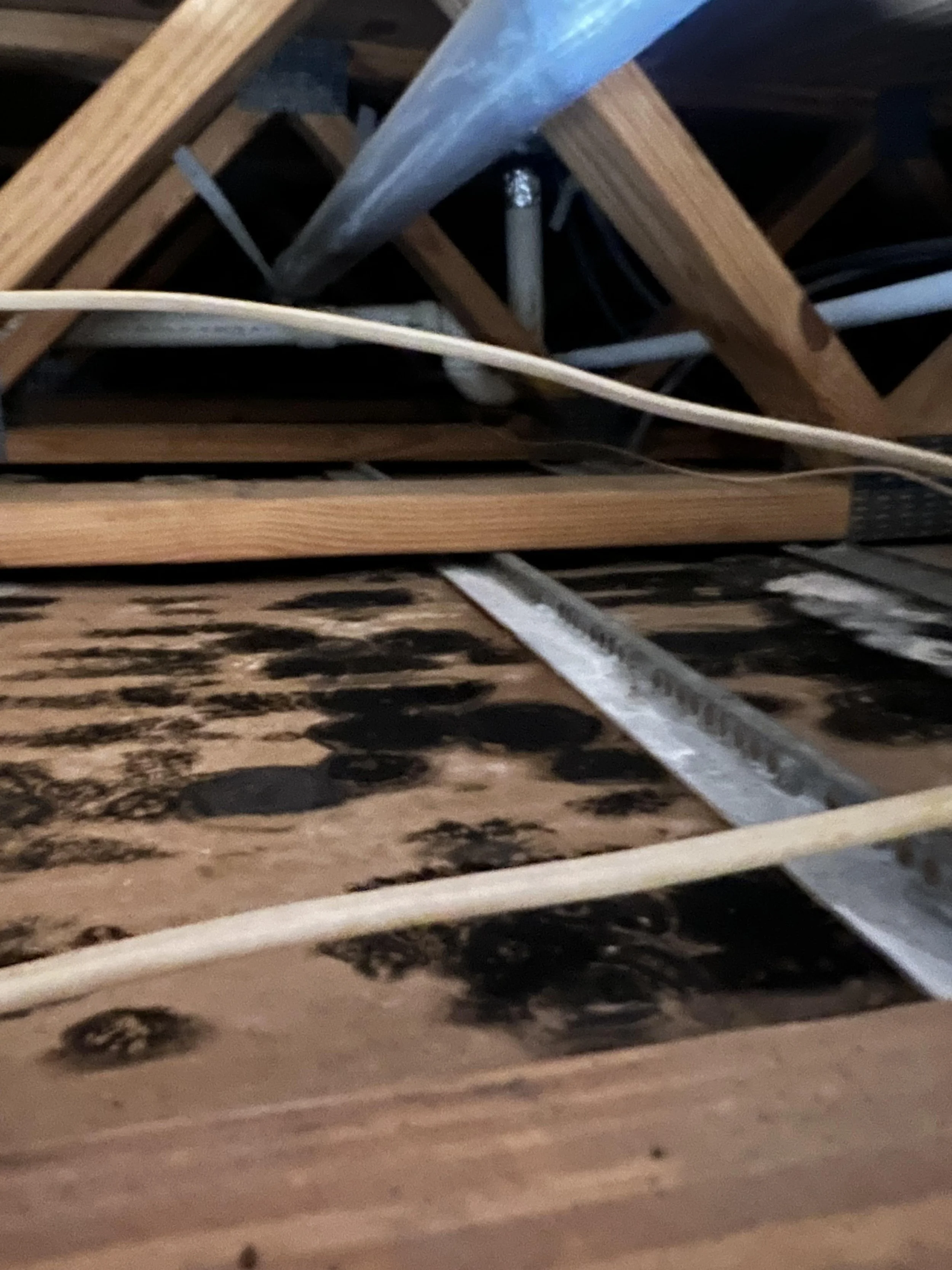 View of  attic space with wooden beams, black mold on the floor, and visible water damage.