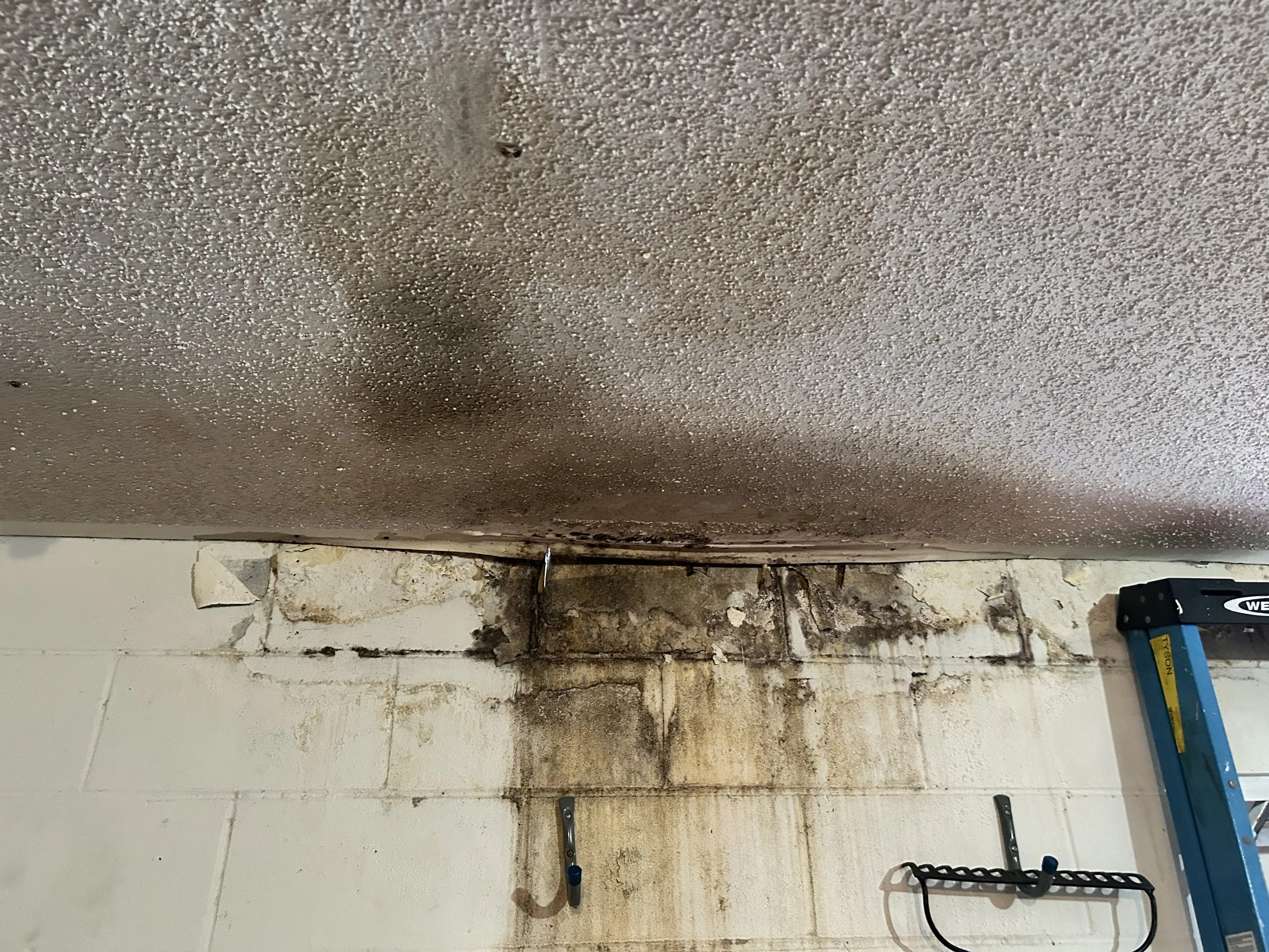 Mold growth on a garage wall from a roof leak in Winter Springs