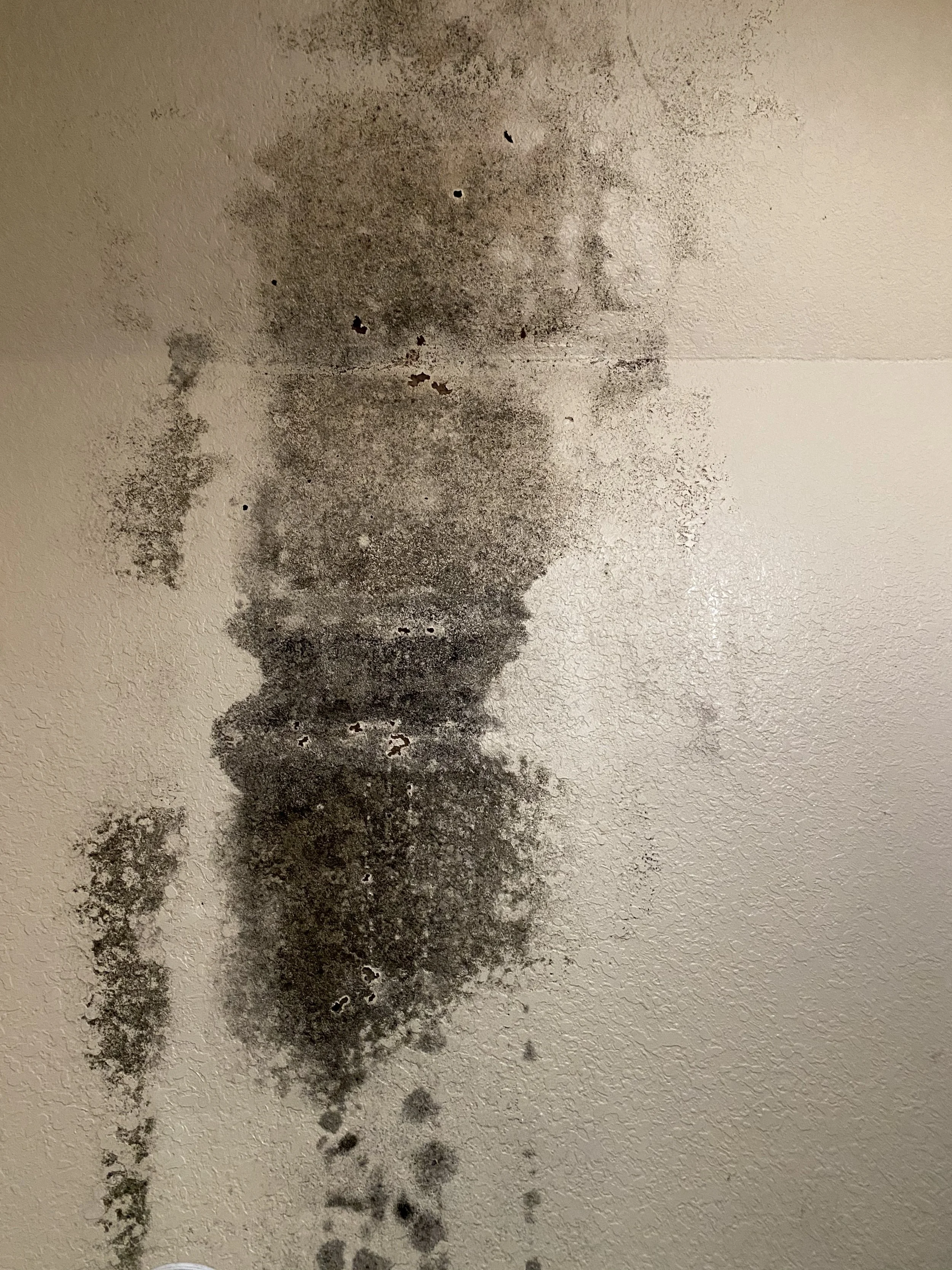 Mold and water damage found on drywall.