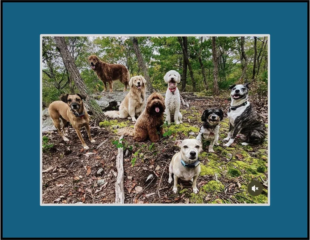 Doggie Hike Day @ Forest Park