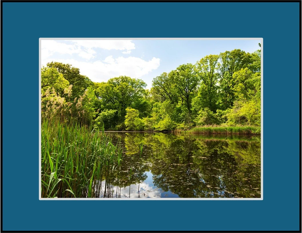 Forest Restoration @ Strack Pond Forest Park