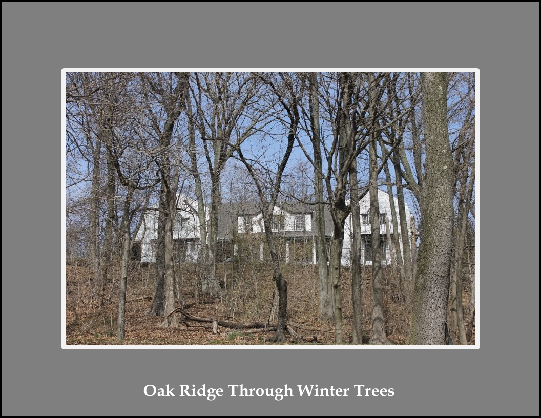PNG 1 Oak Ridge Through Winter Trees.png