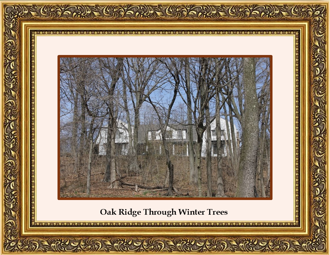PNG Oak Ridge Through Winter Trees.png