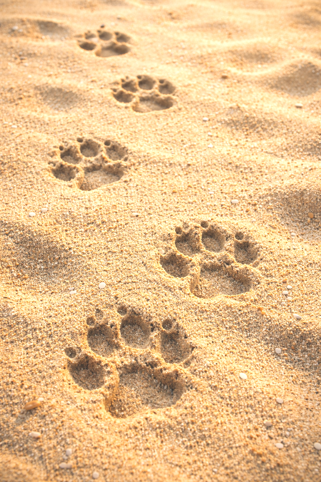 Paw prints in the sand on a beach.