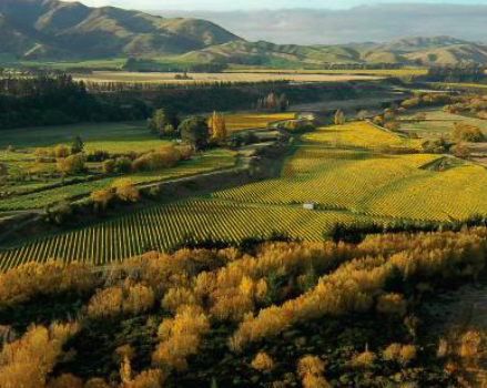 South American Wine Tasting