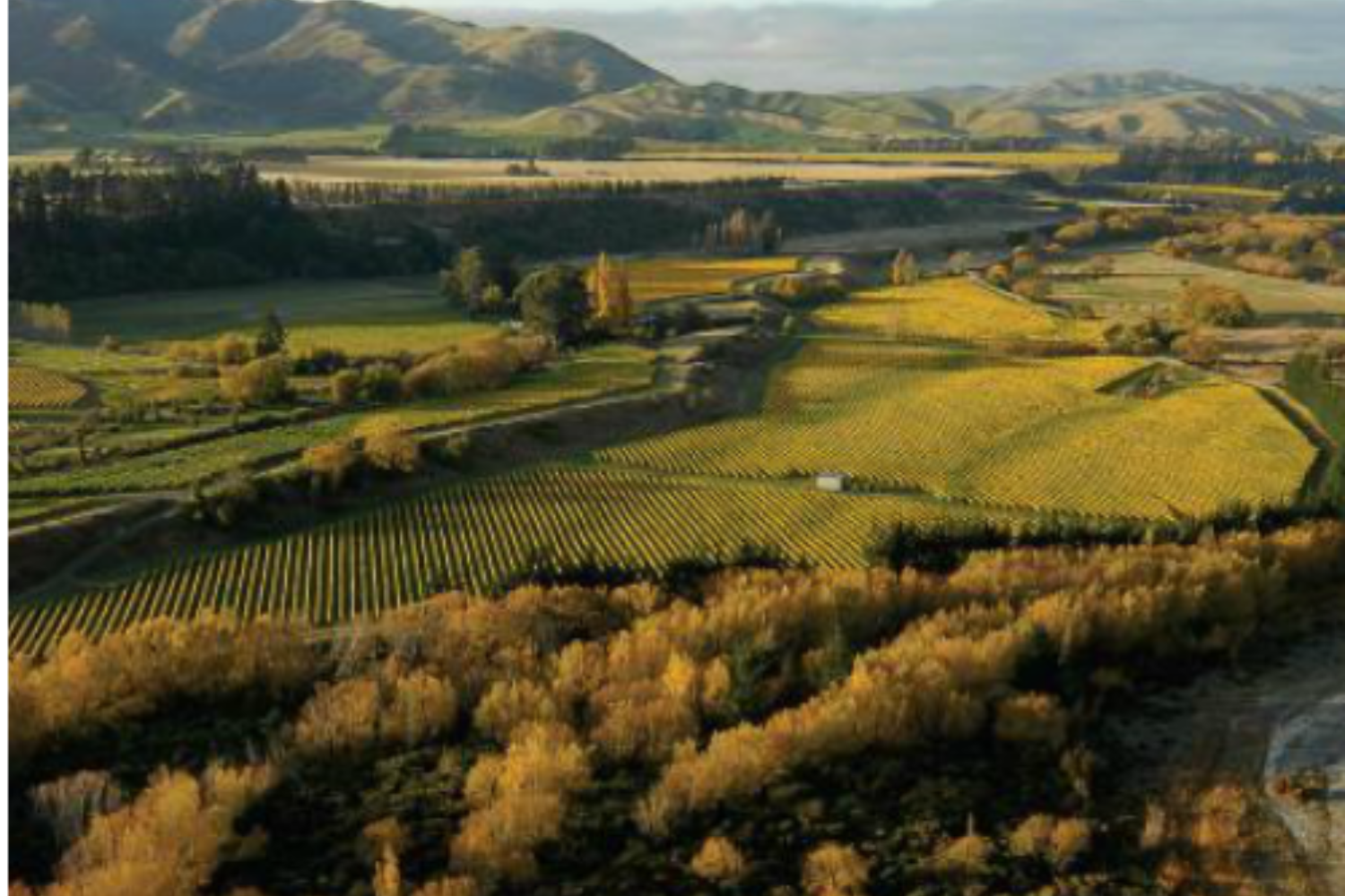 Wine Bridge Import Wine Tasting