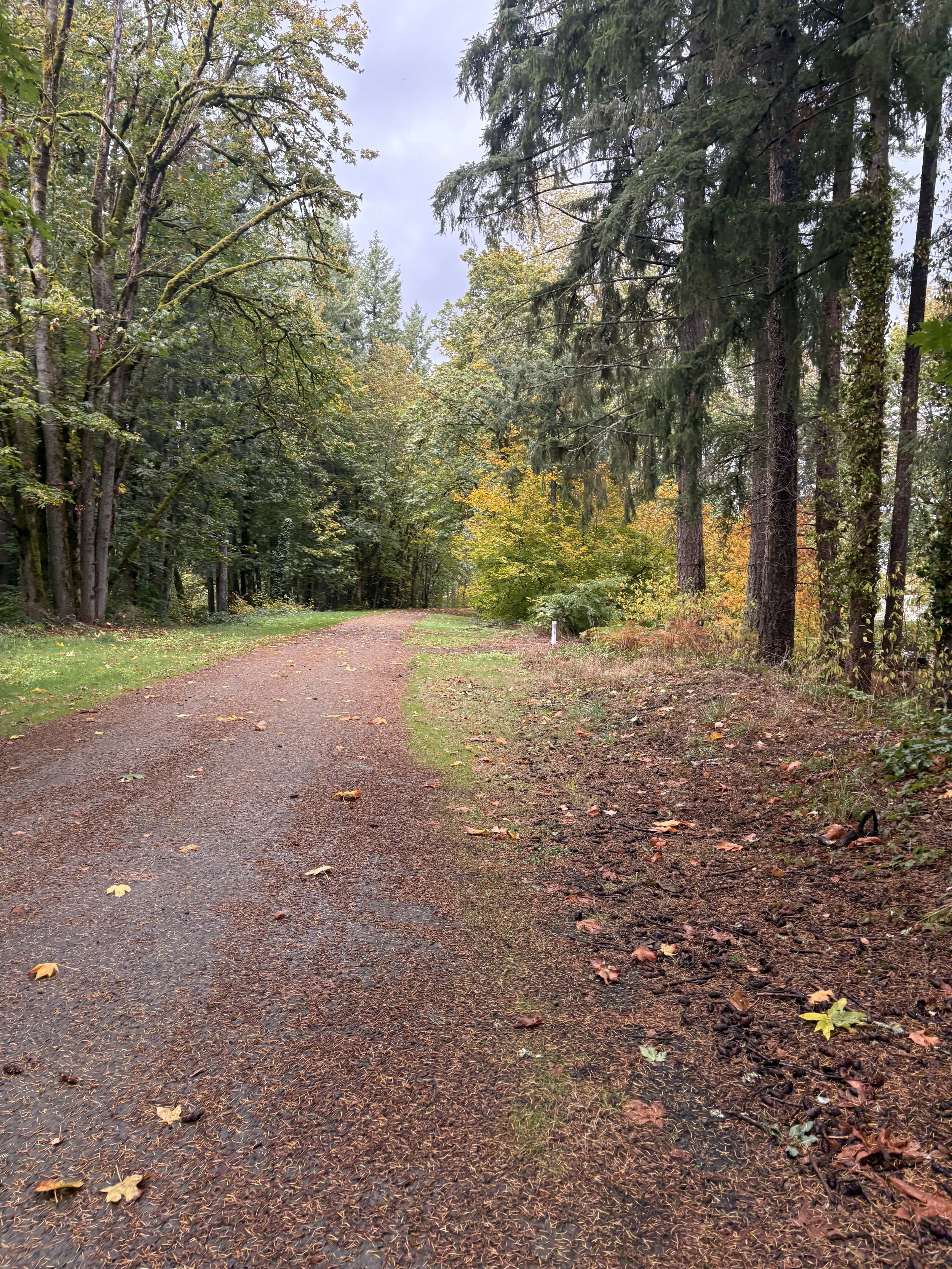 Psychotherapy-Telehealth