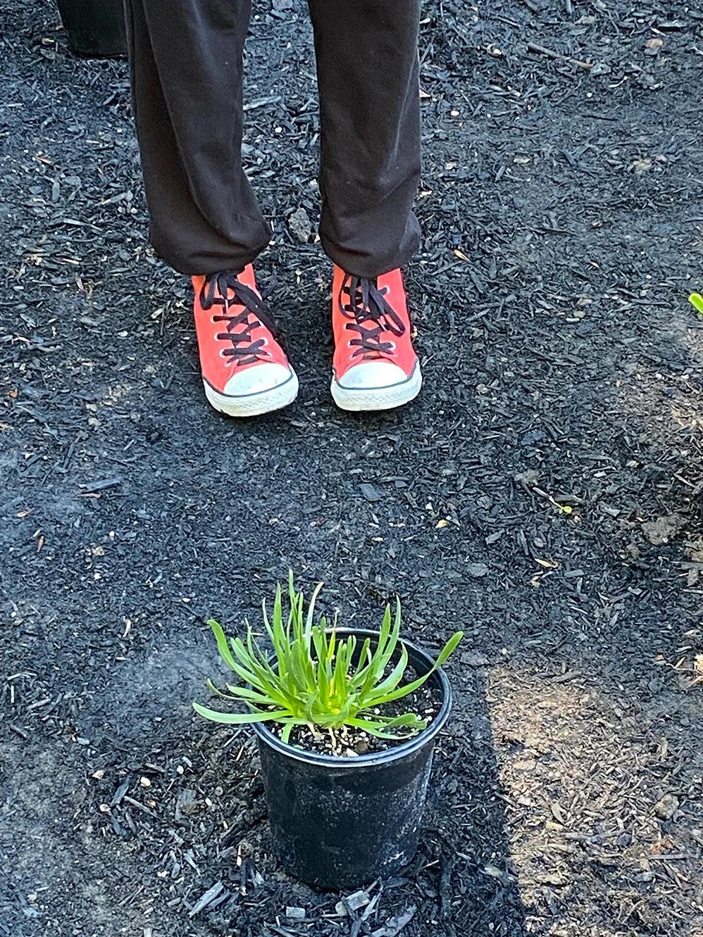 ready-to-plant.jpg