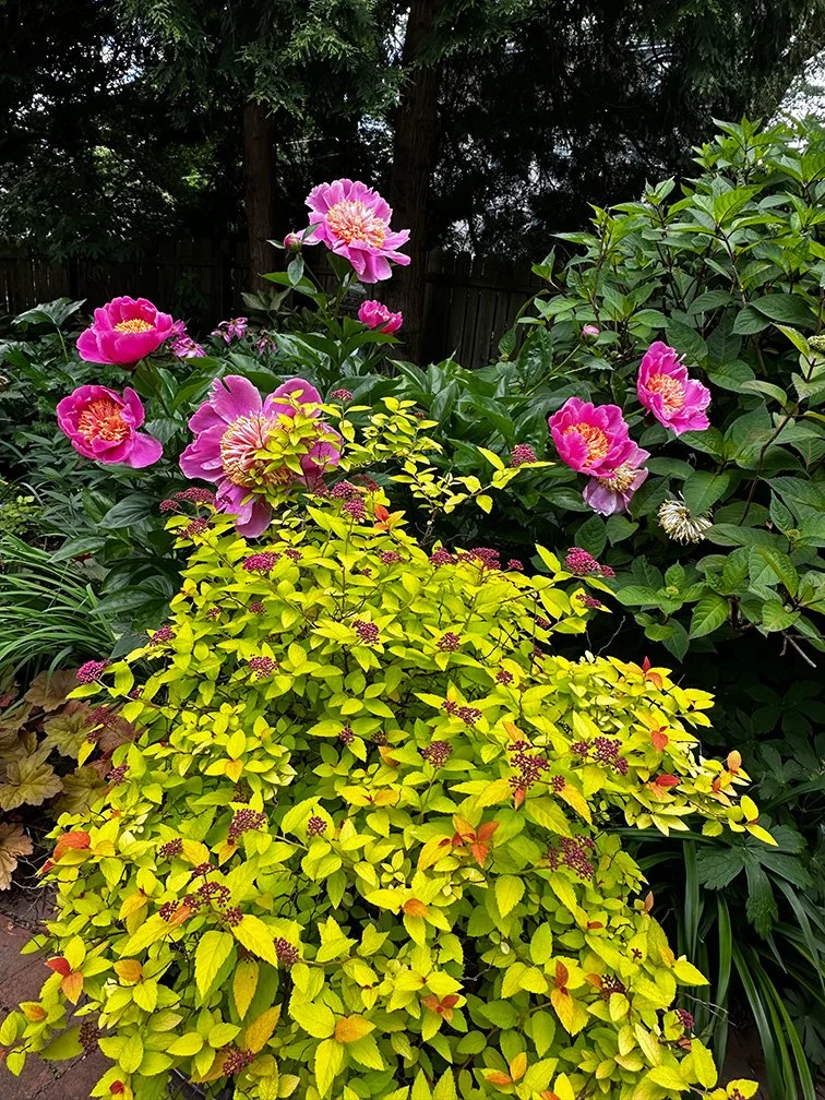 My Home Garden