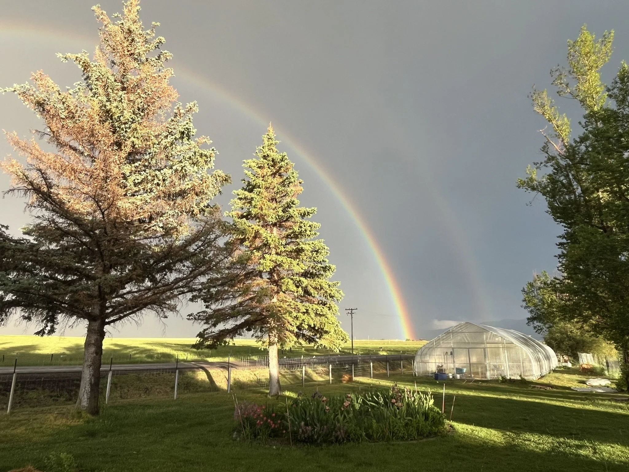 Double rainbow over a green field with trees and a greenhouse.