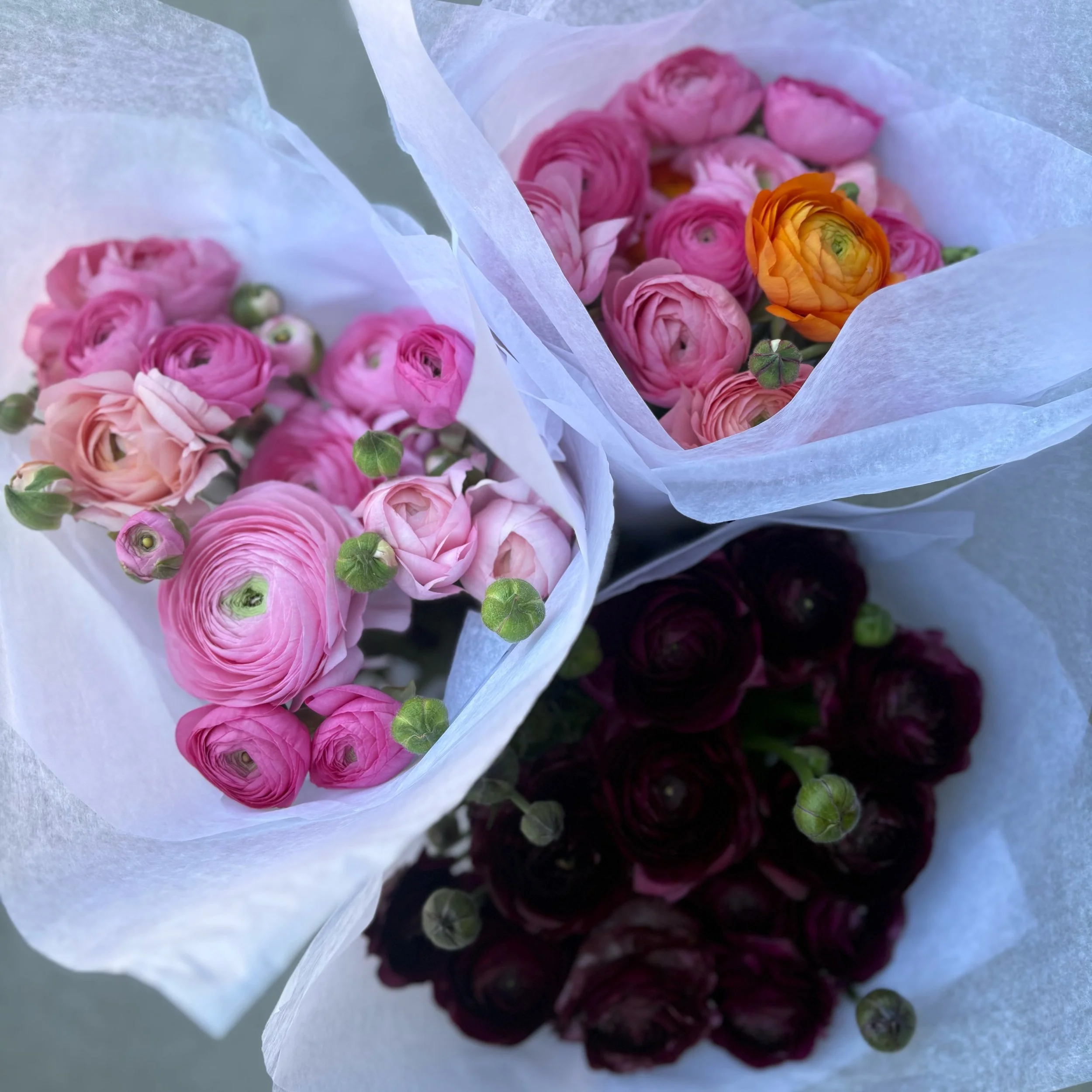 Ranunculus- Baker's Dozen!