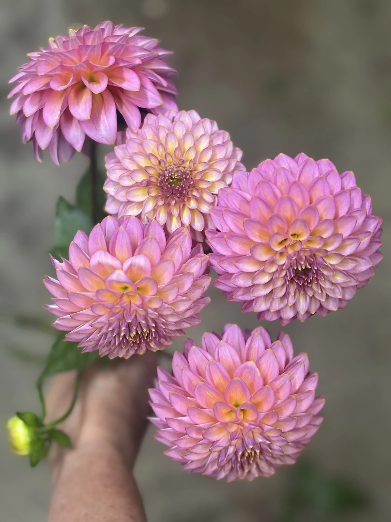 Dahlia Bouquets: Fall
