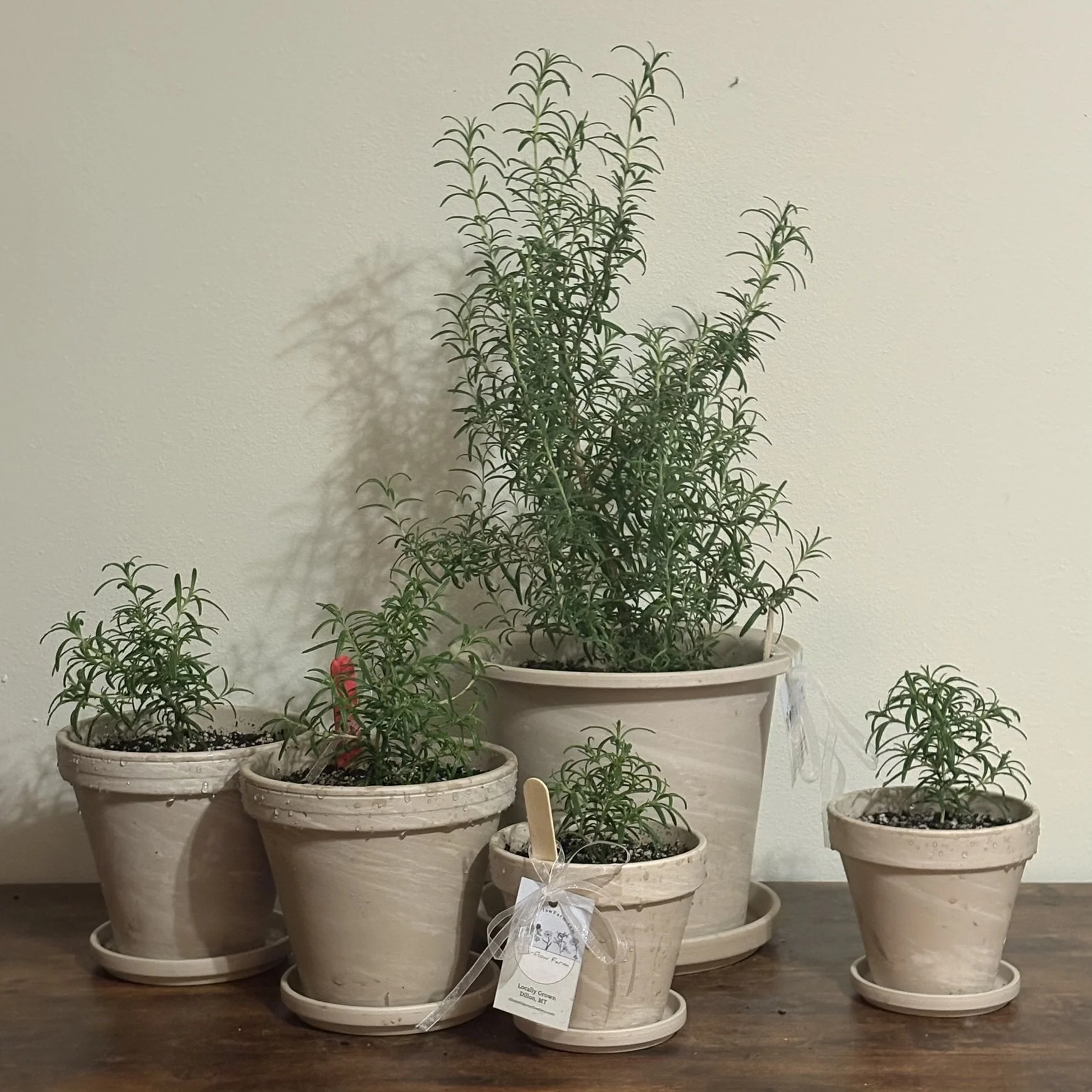 Potted Rosemary Plants