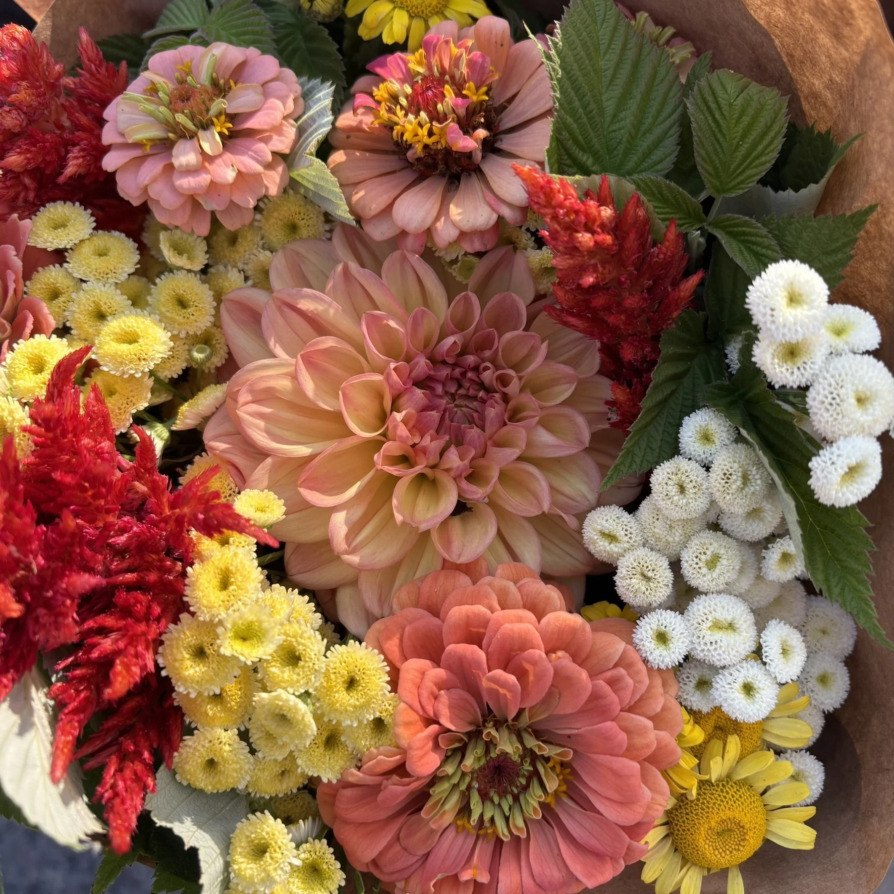 IMG_5249 (1).JPEG (Copy)