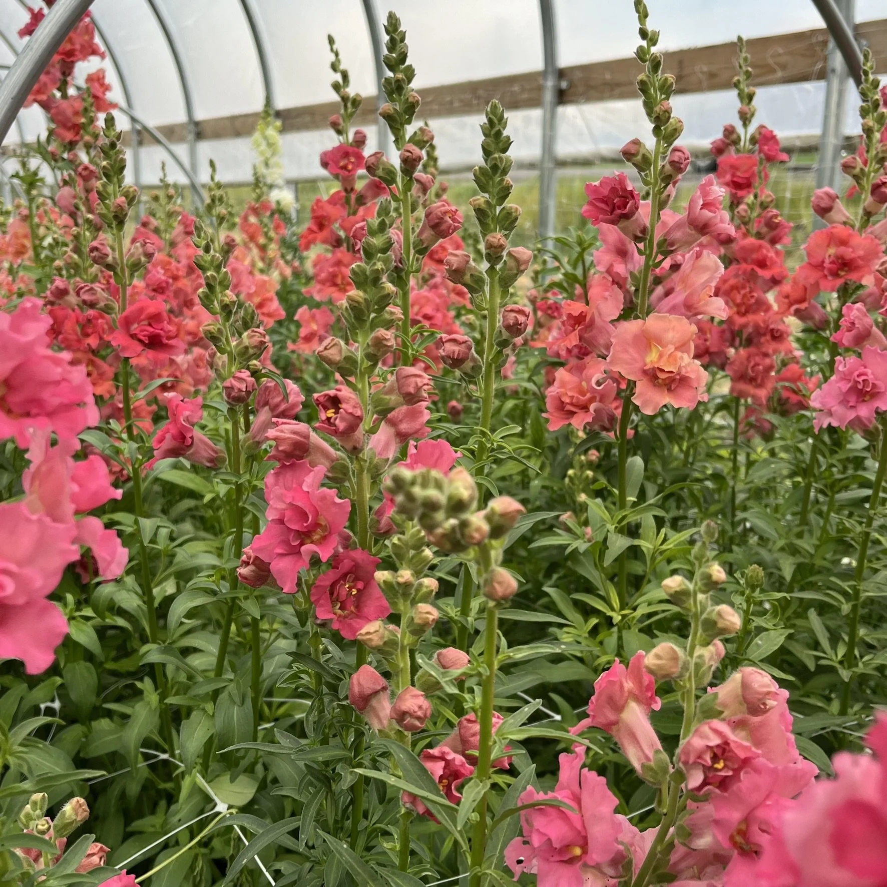 Pink and coral snapdragon flowers blooming in a greenhouse.