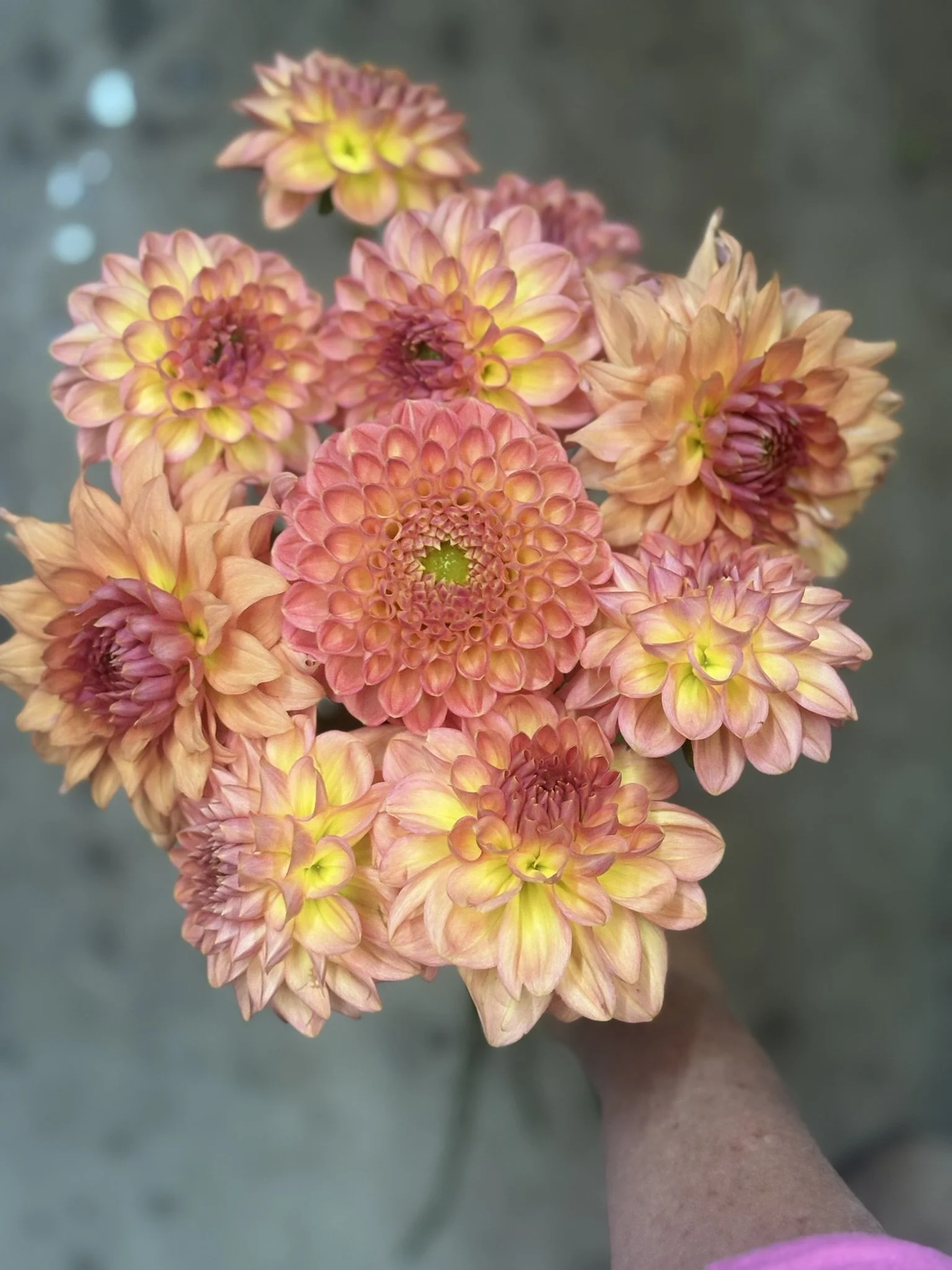 Dahlia Bouquets: Fall
