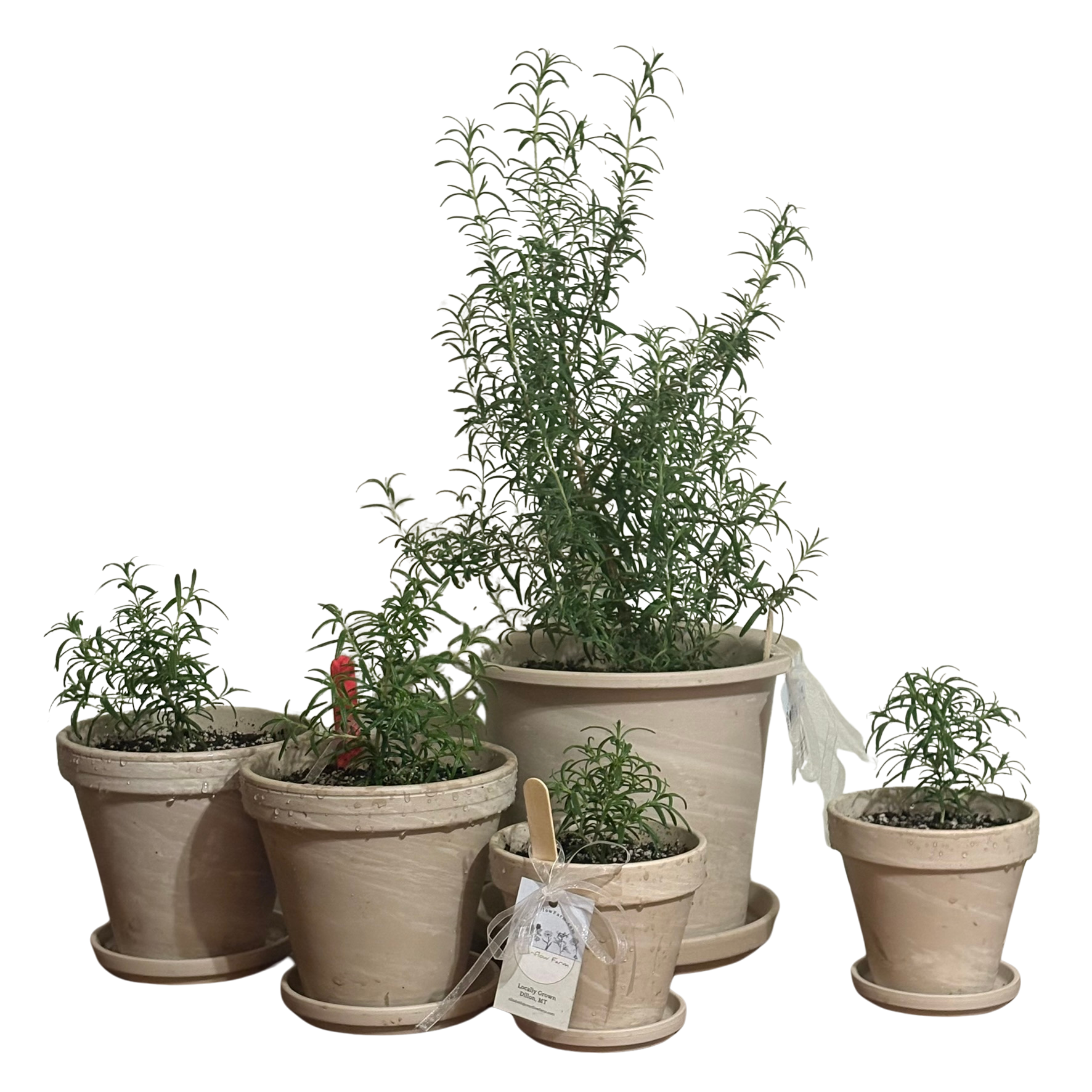 Potted Rosemary Plants
