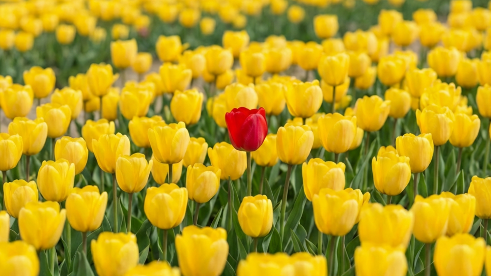 Ein Feld voller gelber Tulpen mit einer roten Tulpe in der Mitte.