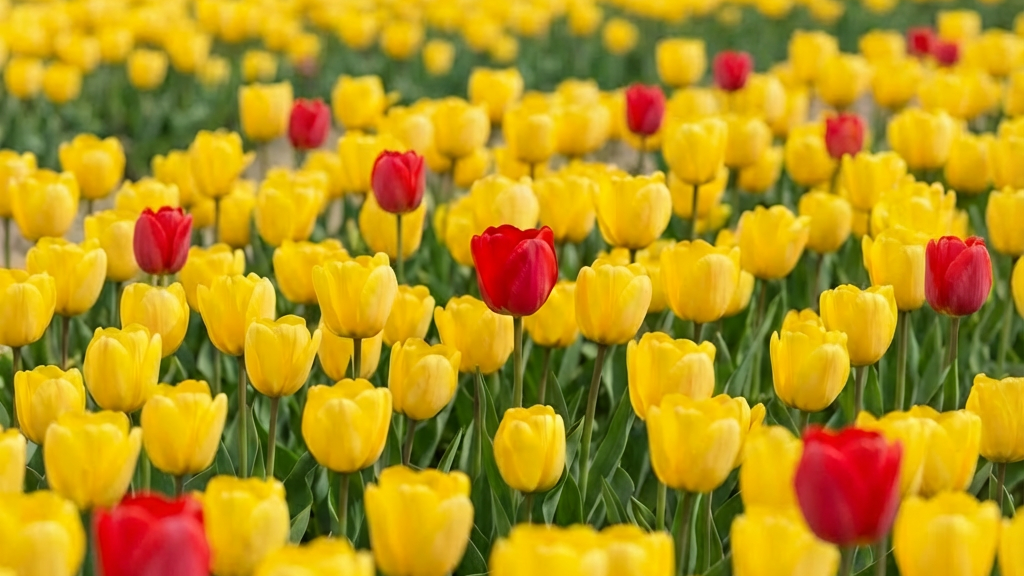 Feld voller gelber Tulpen mit einigen roten Tulpen.