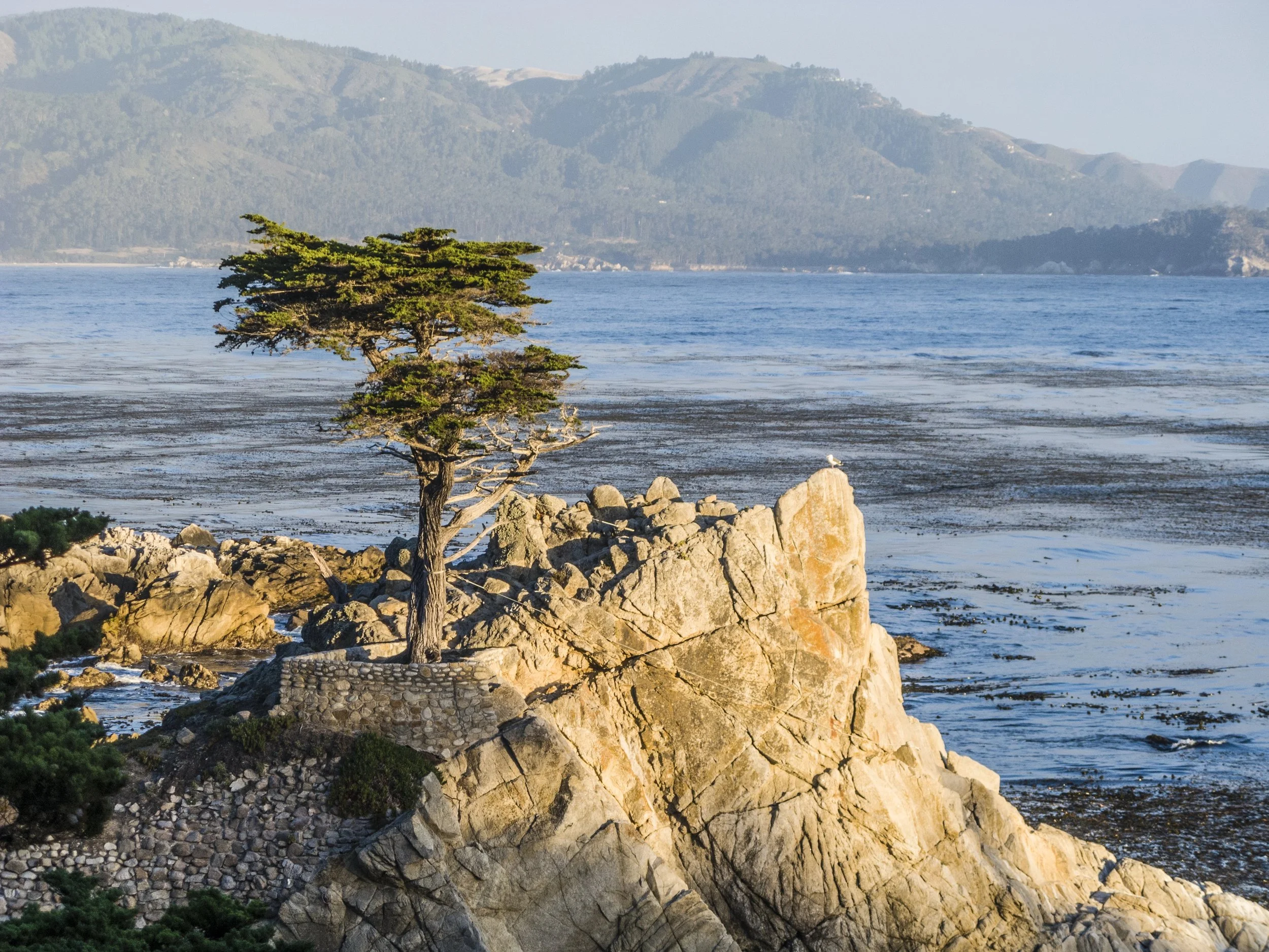 A coastal landscape with a solitary tree growing on rocky terrain, overlooking the ocean with distant mountains in the background.
