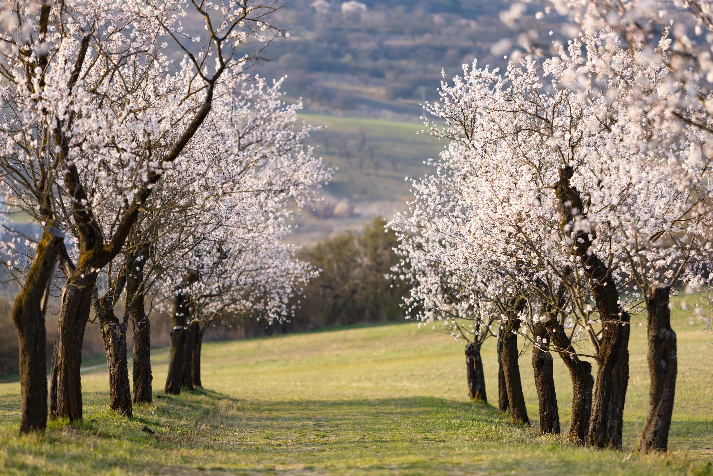 A row of trees in bloom with white flowers, on a grassy field with rolling hills in the background.