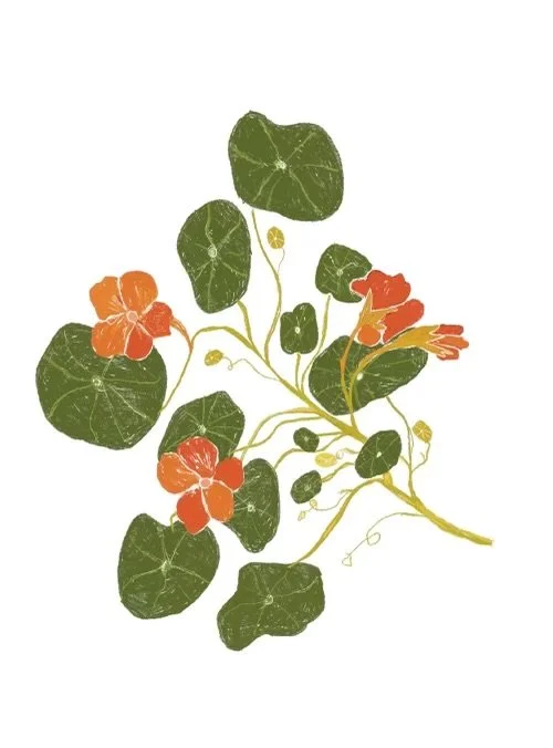 Illustration of a flowering vine with green leaves and orange flowers on a white background.
