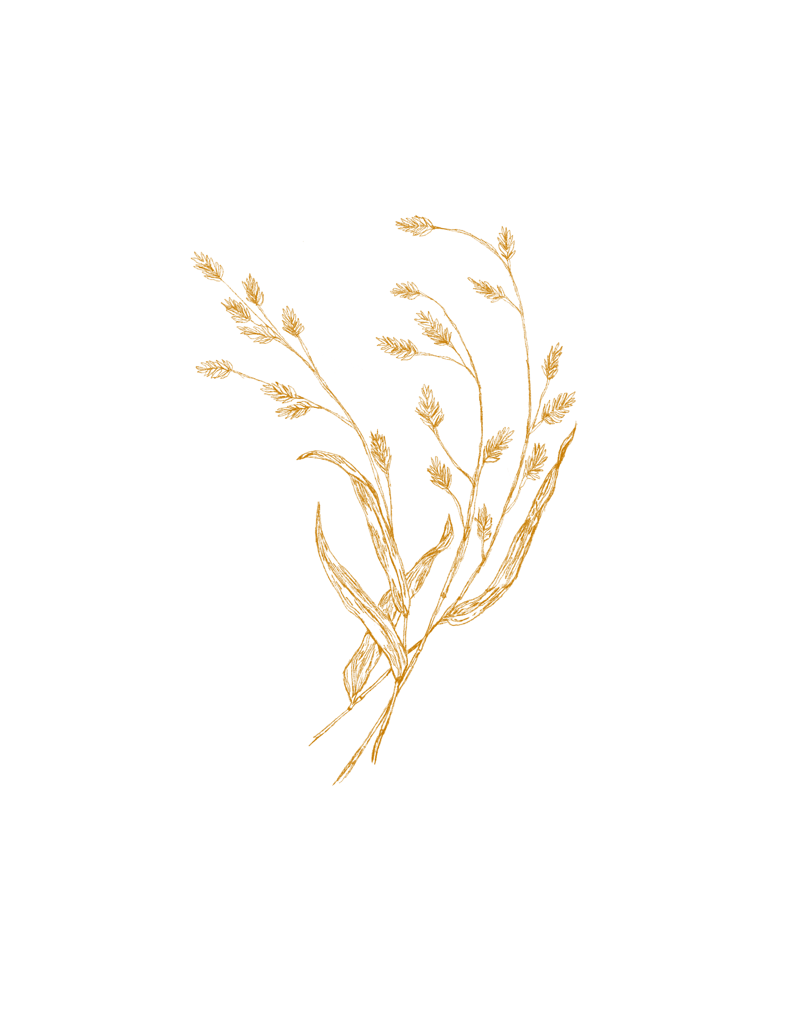 Illustration of a bunch of wheat stalks in brown color on a black background.