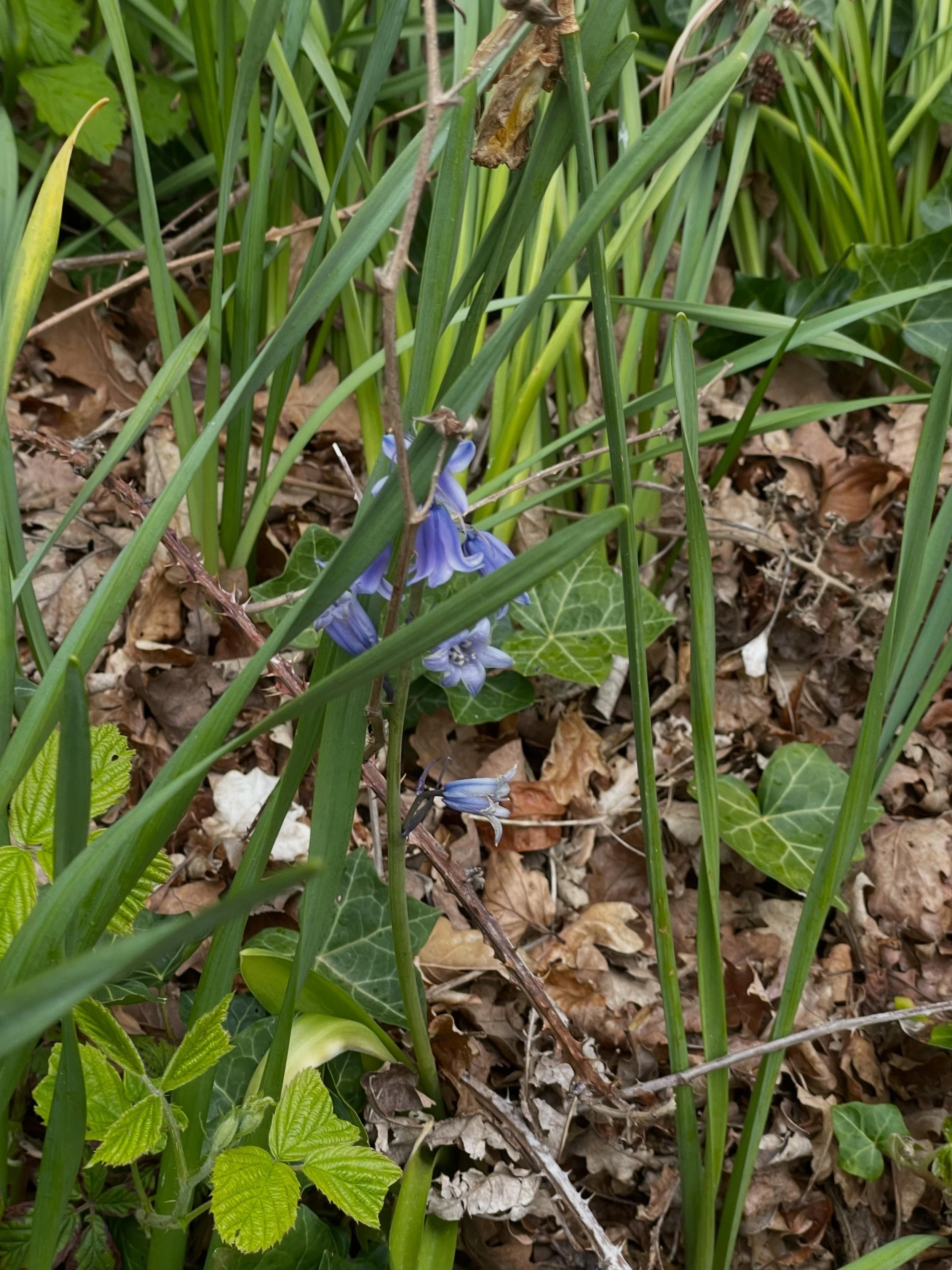 I love a Bluebell so beyond thrilled to find some in the gardens this morning! It&rsquo;s our first Spring here and we are finding out what lies beneath!!