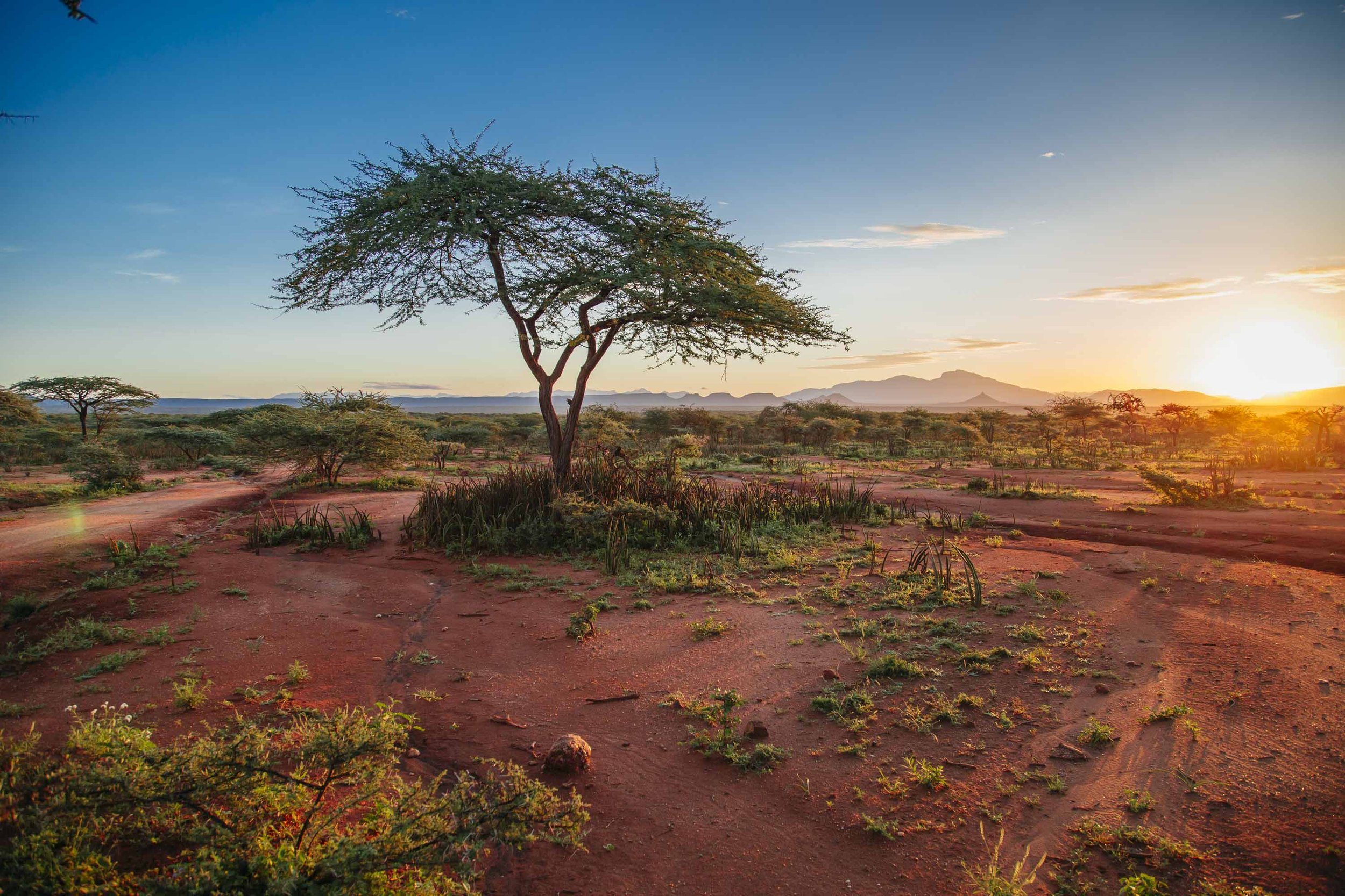 A sunset over a vast, arid desert landscape with sparse trees, including an acacia tree in the foreground, and mountains in the distance.