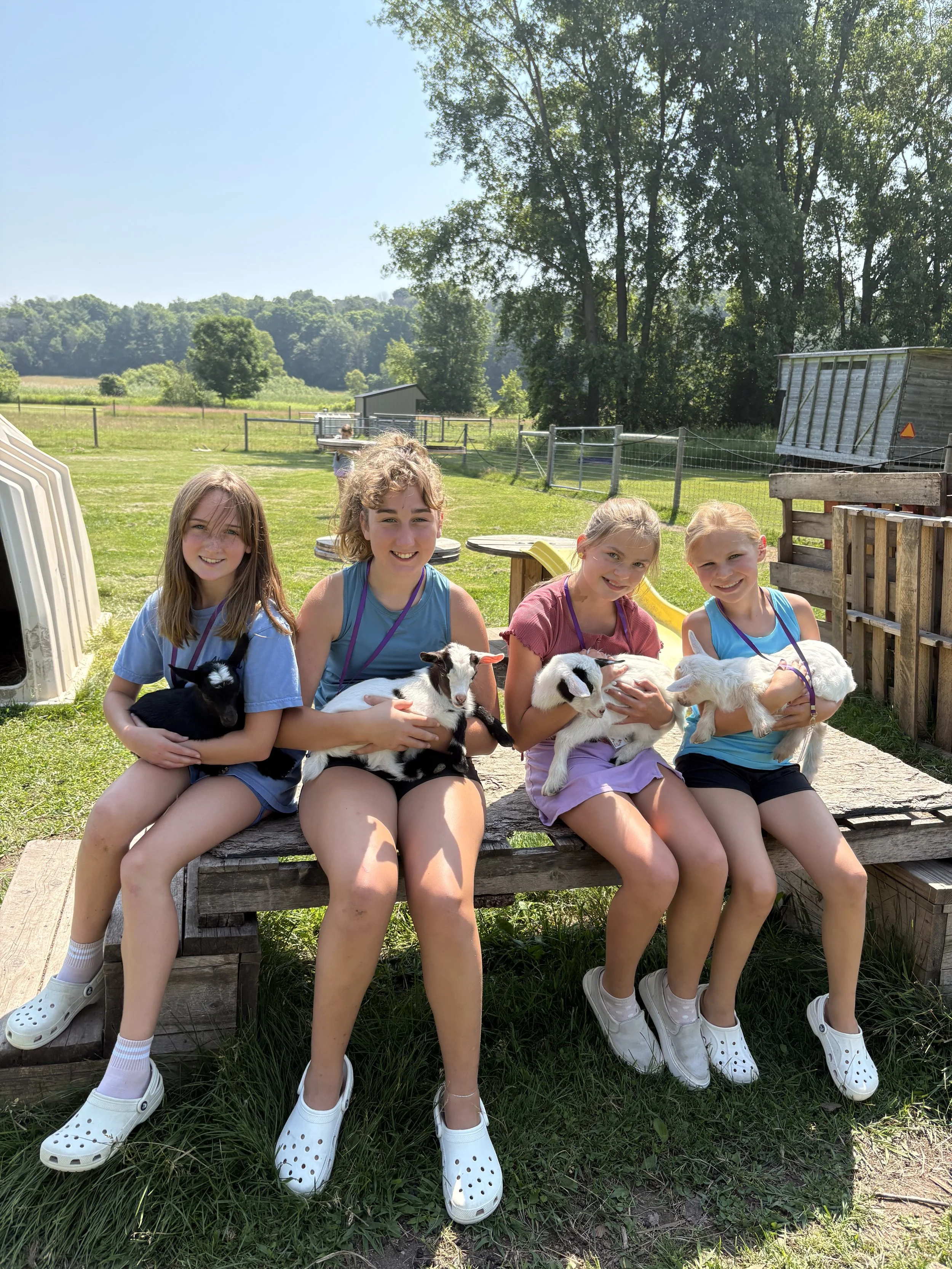 Four young girls sitting outdoors on a wooden bench holding baby goats on their laps on a bright, sunny day with green grass and trees in the background.