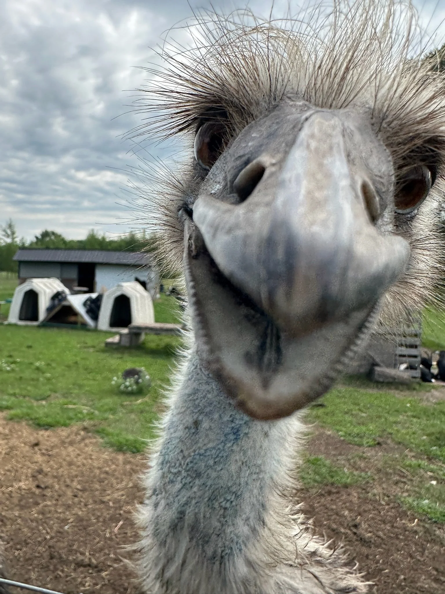 Close-up of an emus face with its beak and large eyes in focus, taken outdoors with a grassy field and small farm buildings in the background.