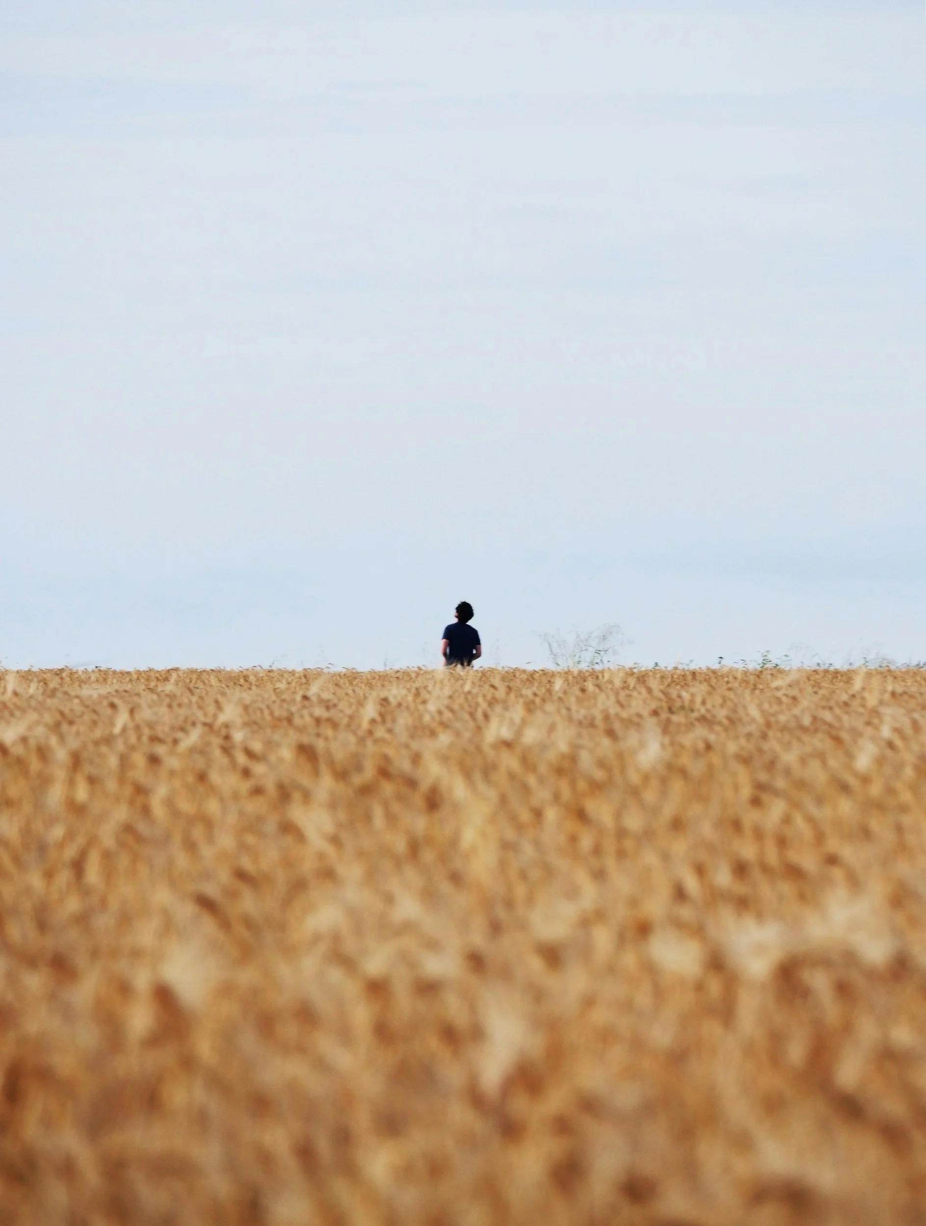 Person walking through a vast wheat field under a cloudy sky.