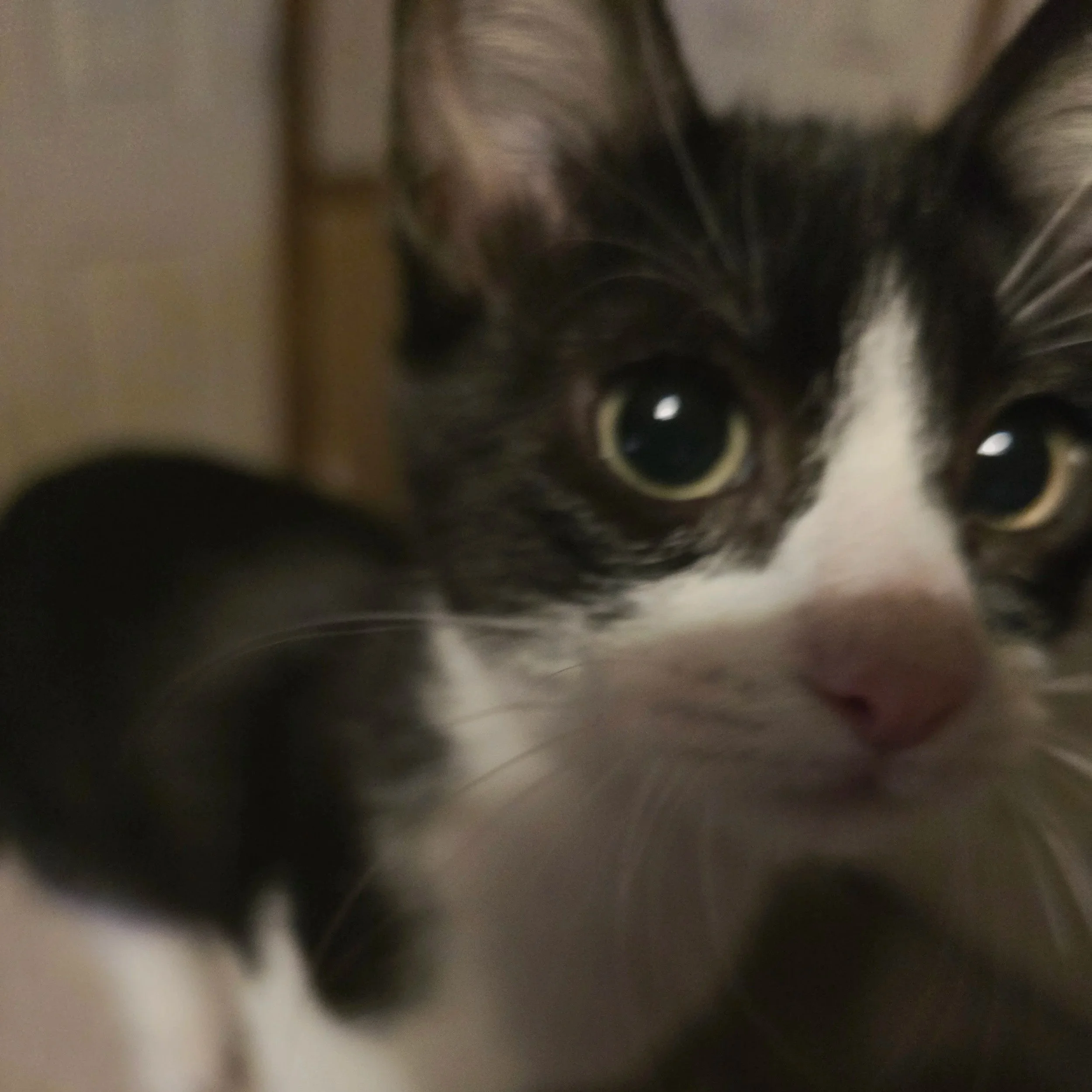 Black‑and‑white tuxedo cat looking upward confidently.