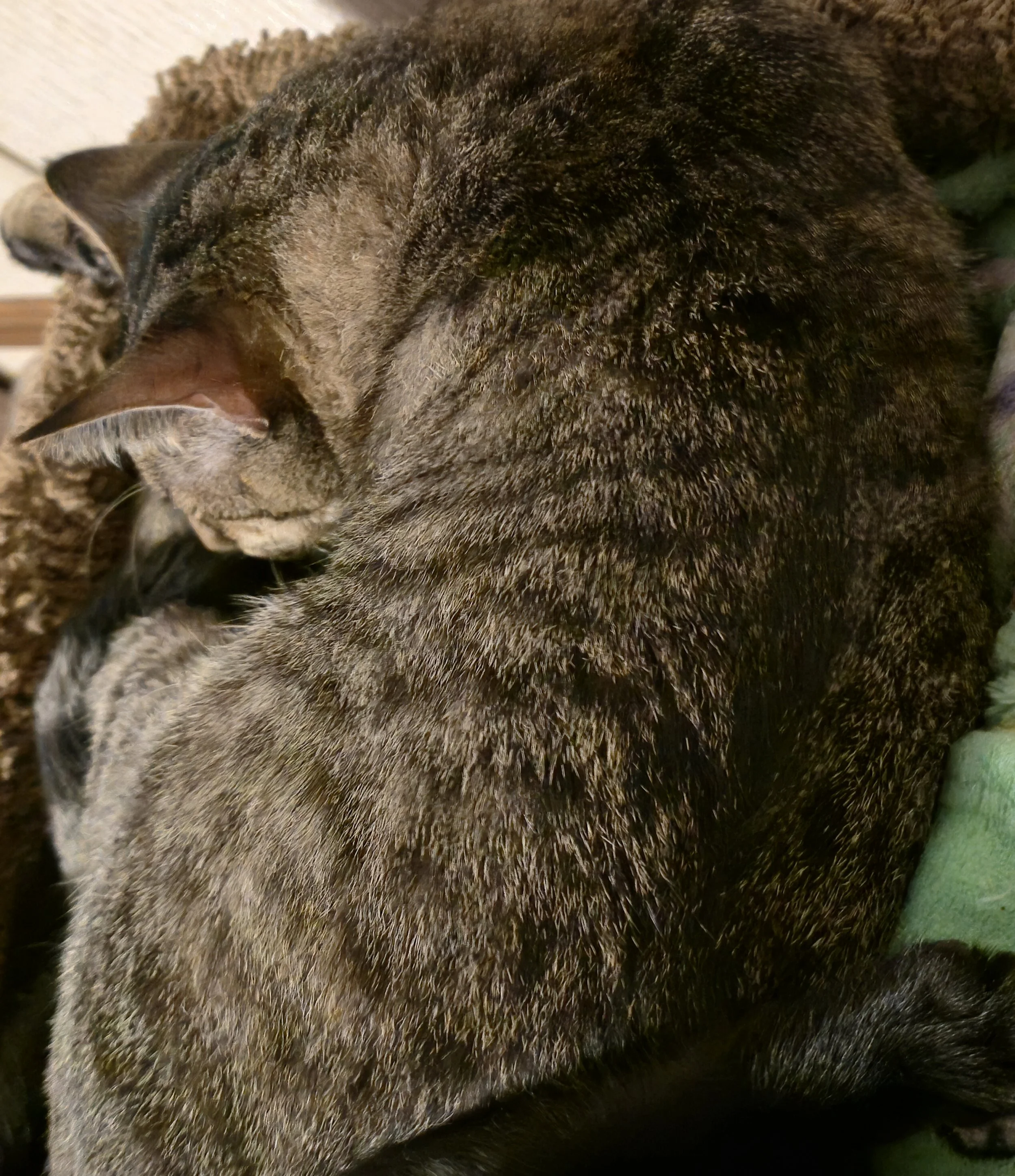 Large gray tabby cat with round body