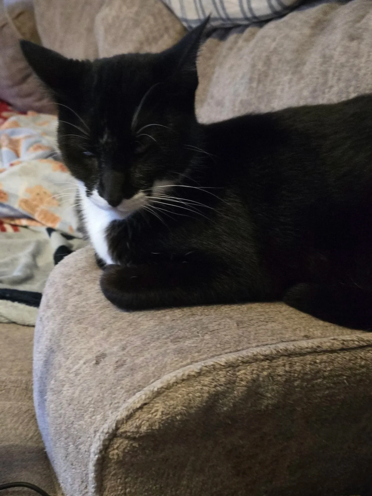 Bam, Strategist of the Couch Arm