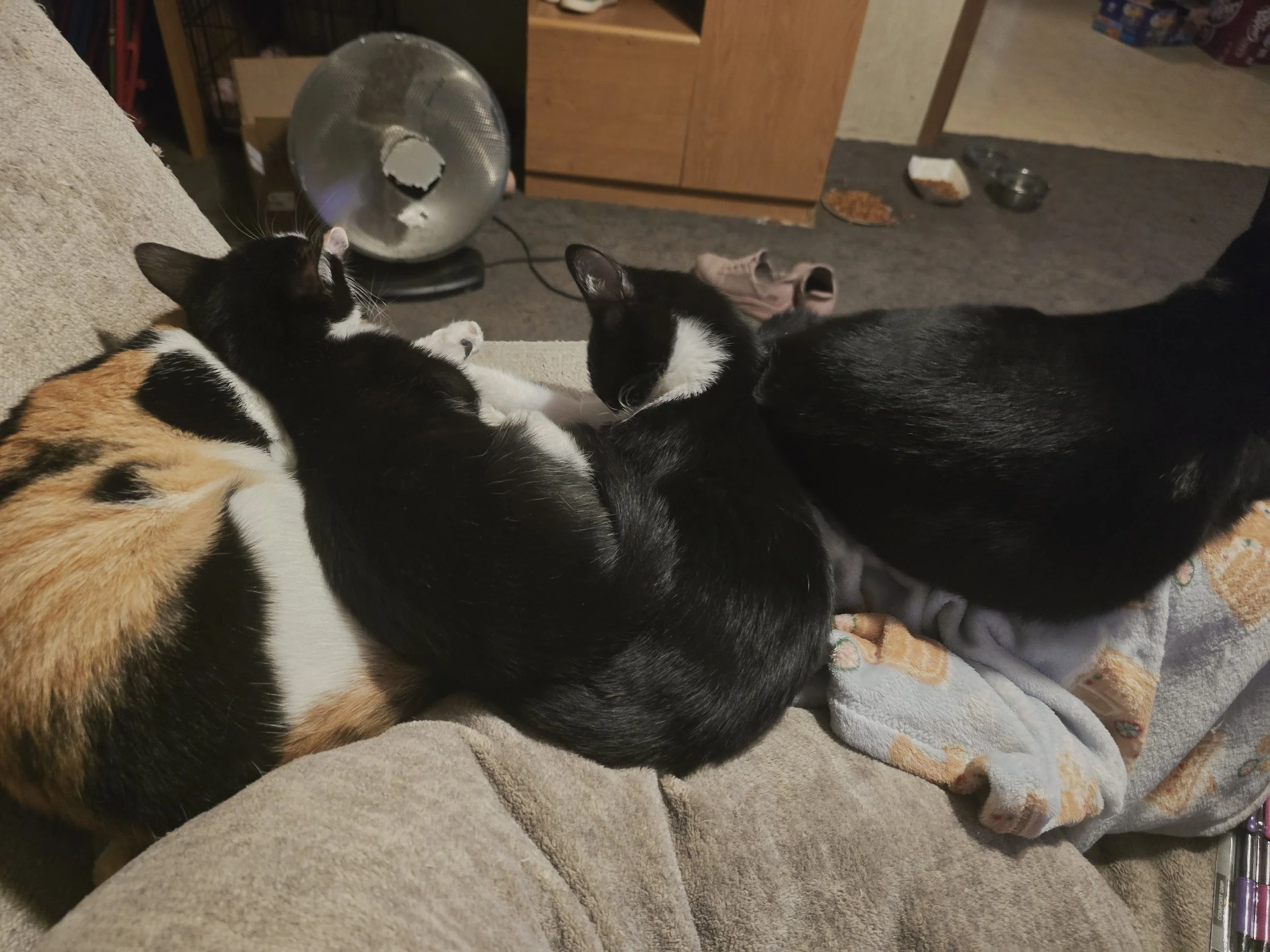 Tiny Tale: The Armrest Accord of Four