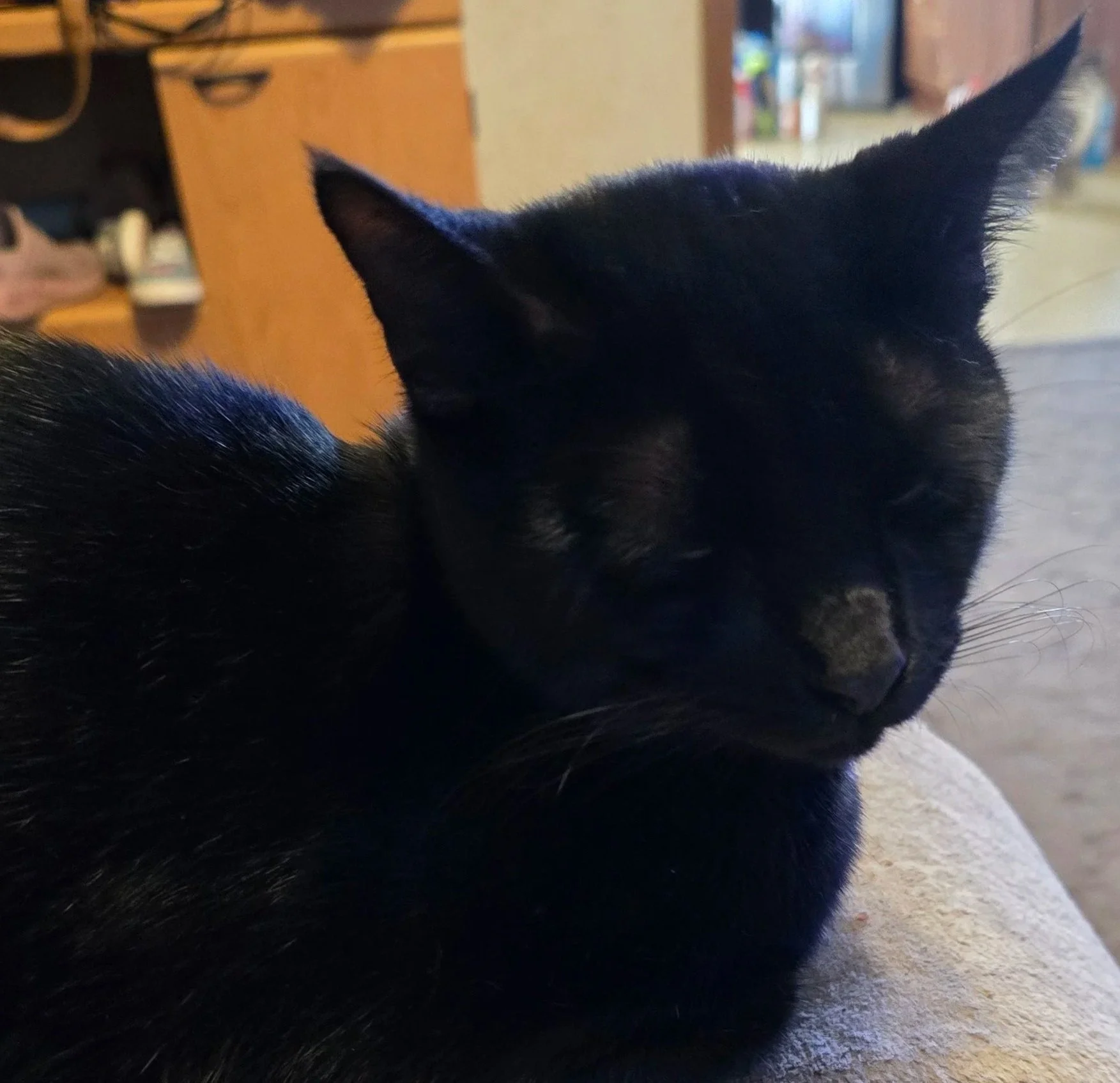 Betrayal #47.5 — Dan’s Denied Dynasty