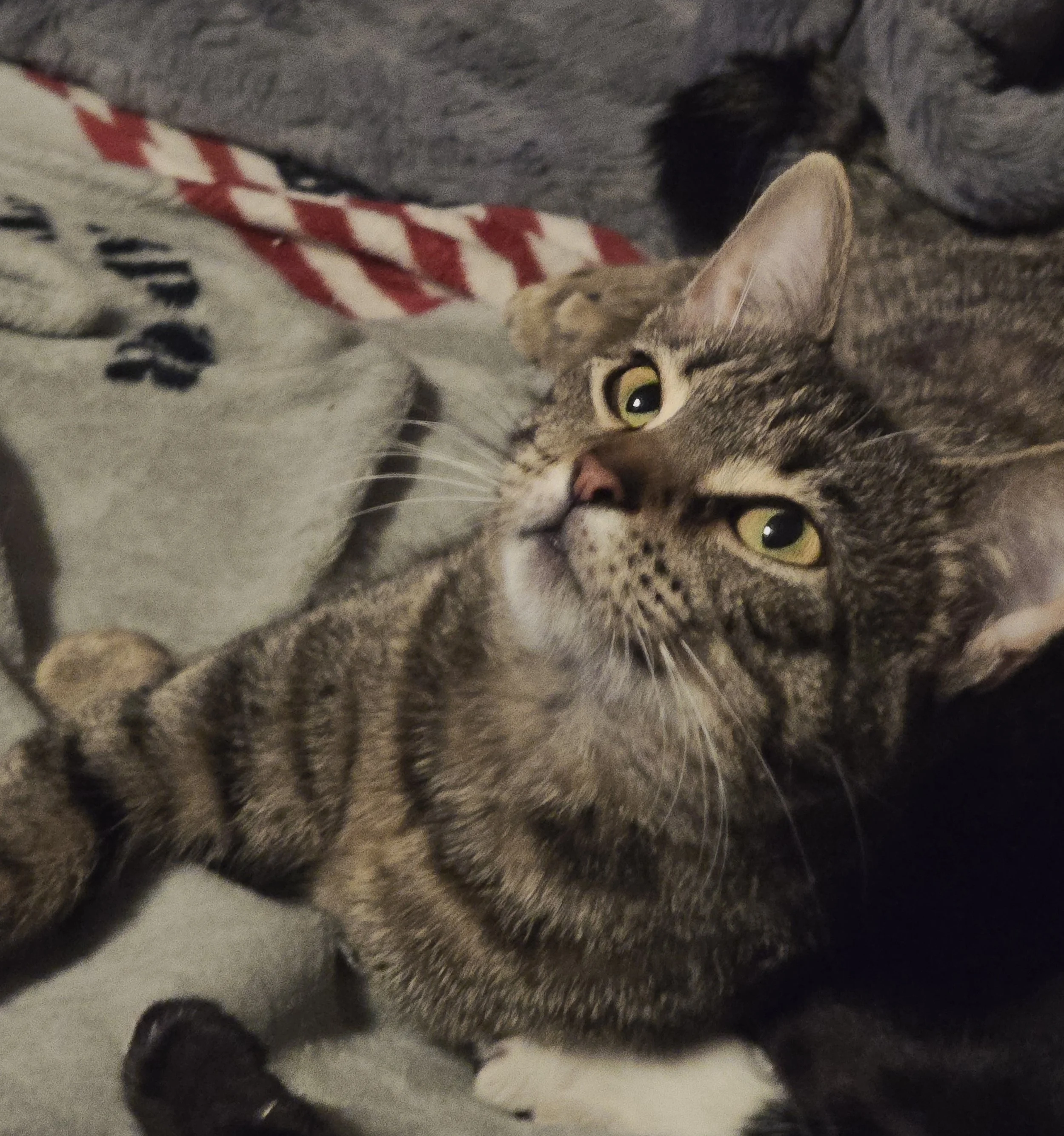 Tiny Tales: Lady Bagel Bites Emerges