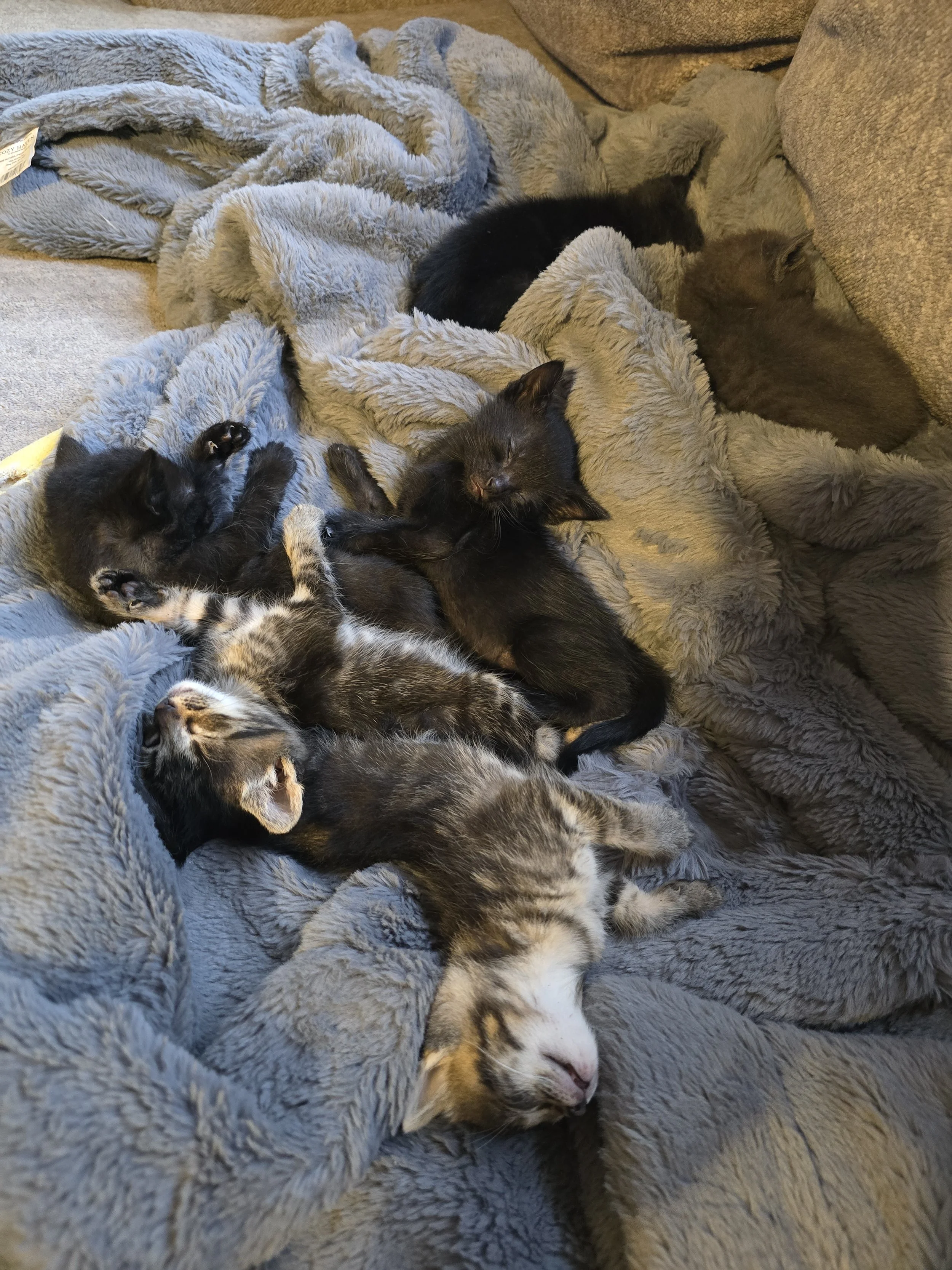 THE KITTEN BOX CHRONICLES -Book 2